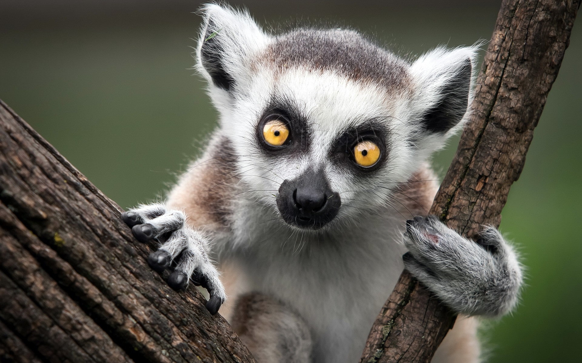 Nature, 1080P, lemur, monkey, Ring-Tailed Lemur, tailed, ring, s, HD Wallpaper