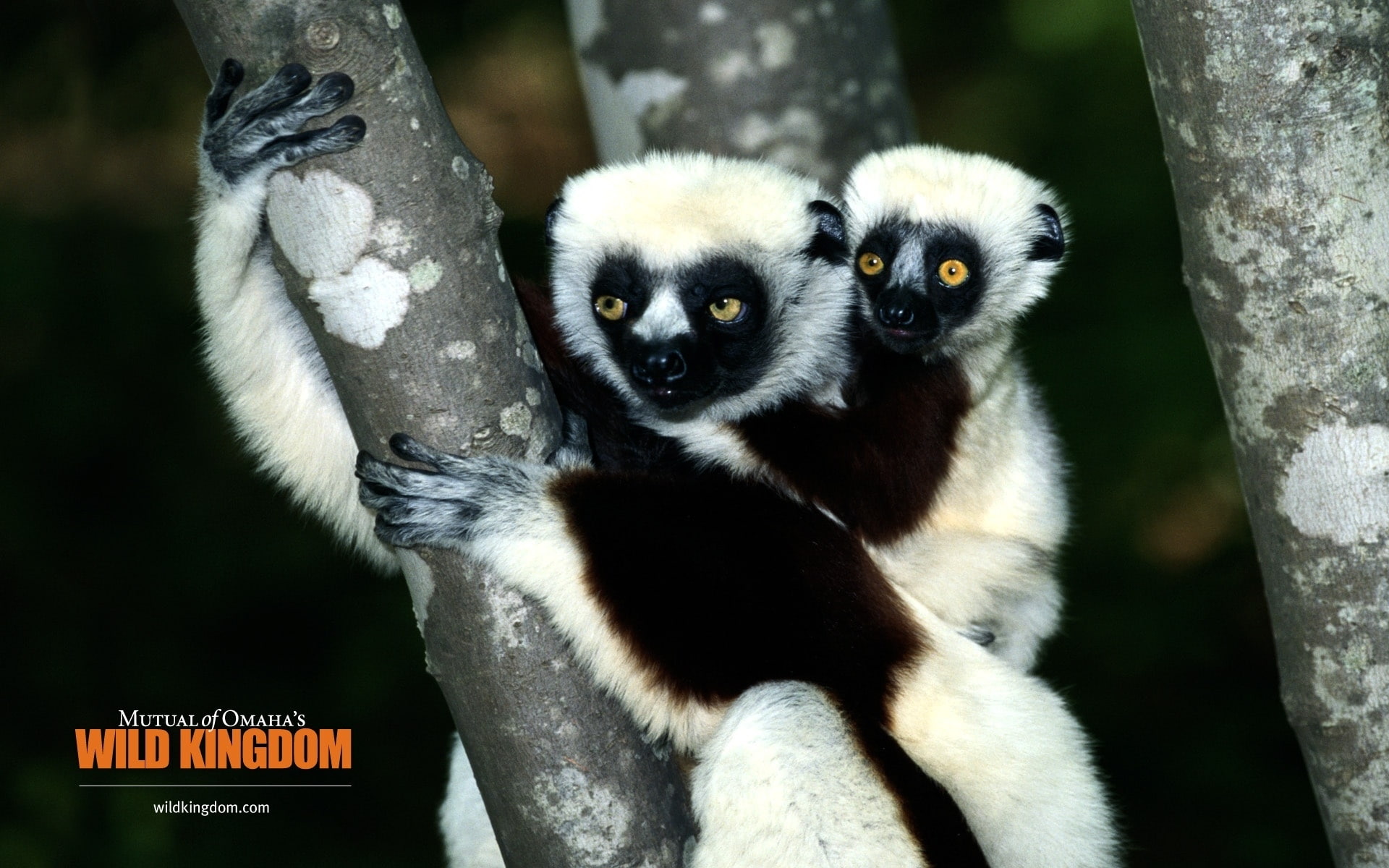 lemur, white, black, mammals, 1080P, HD Wallpaper