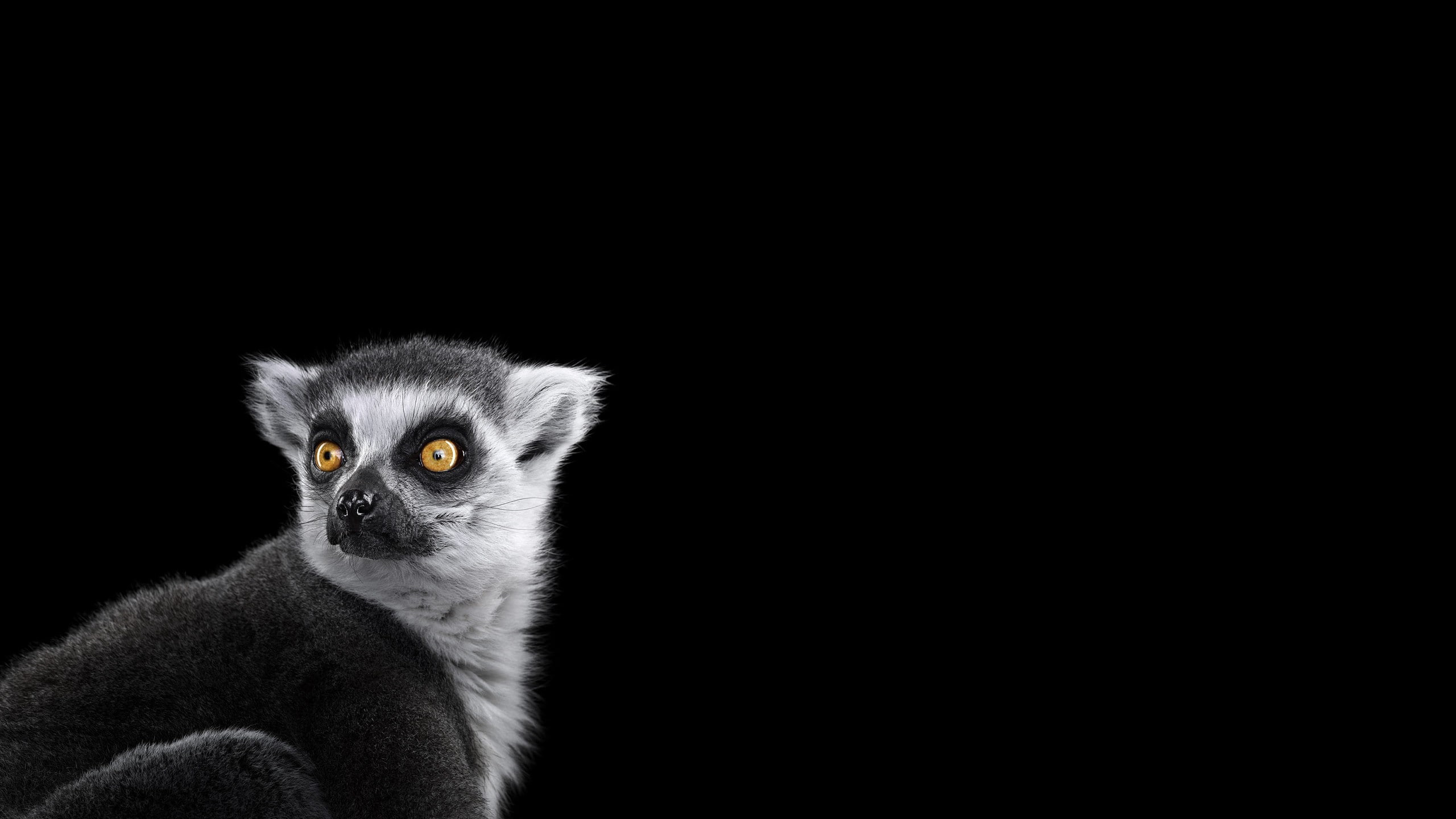 simple background, photography, 2K, lemurs, mammals, HD Wallpaper
