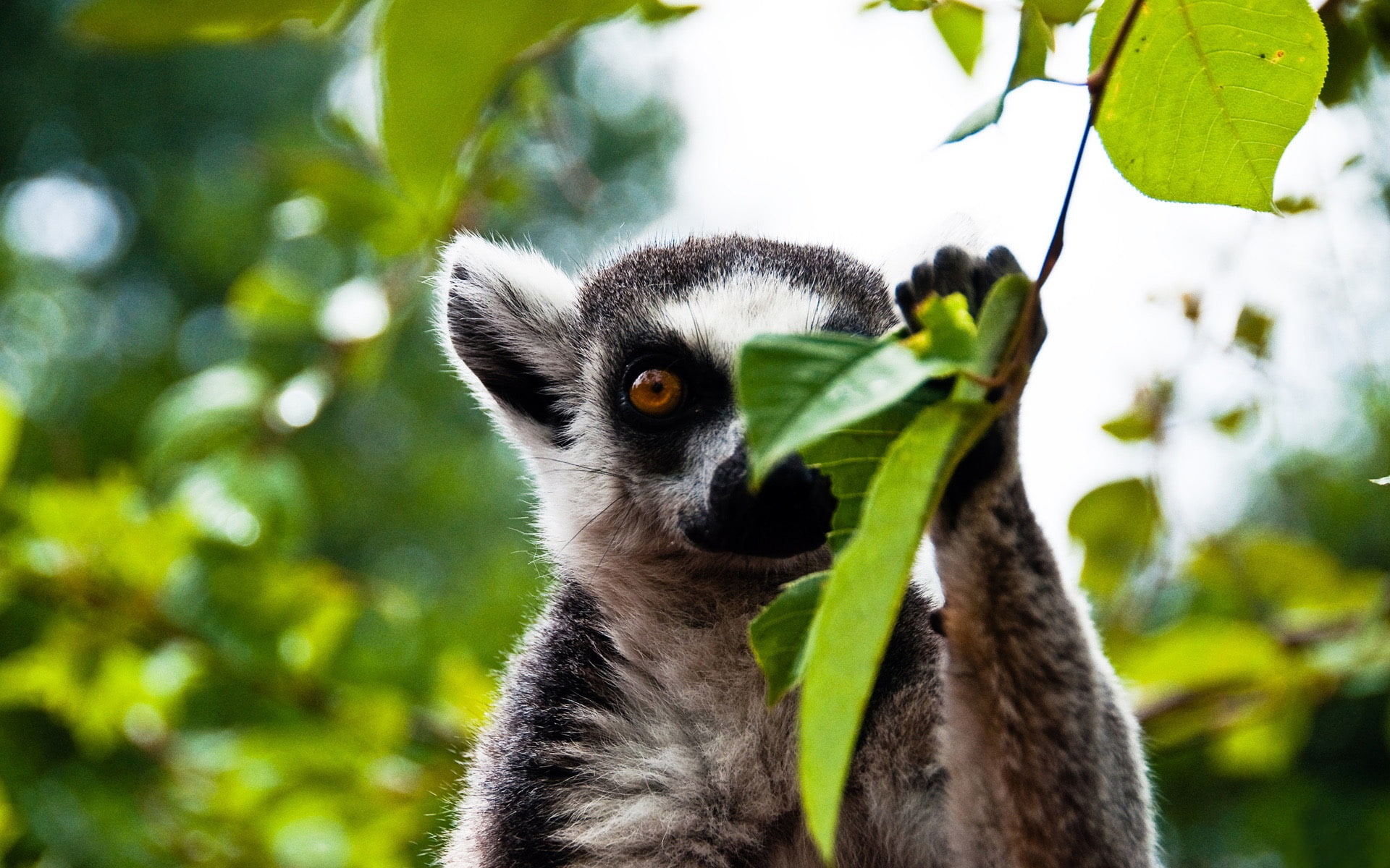 1080P, Forest, Lemur, HD Wallpaper
