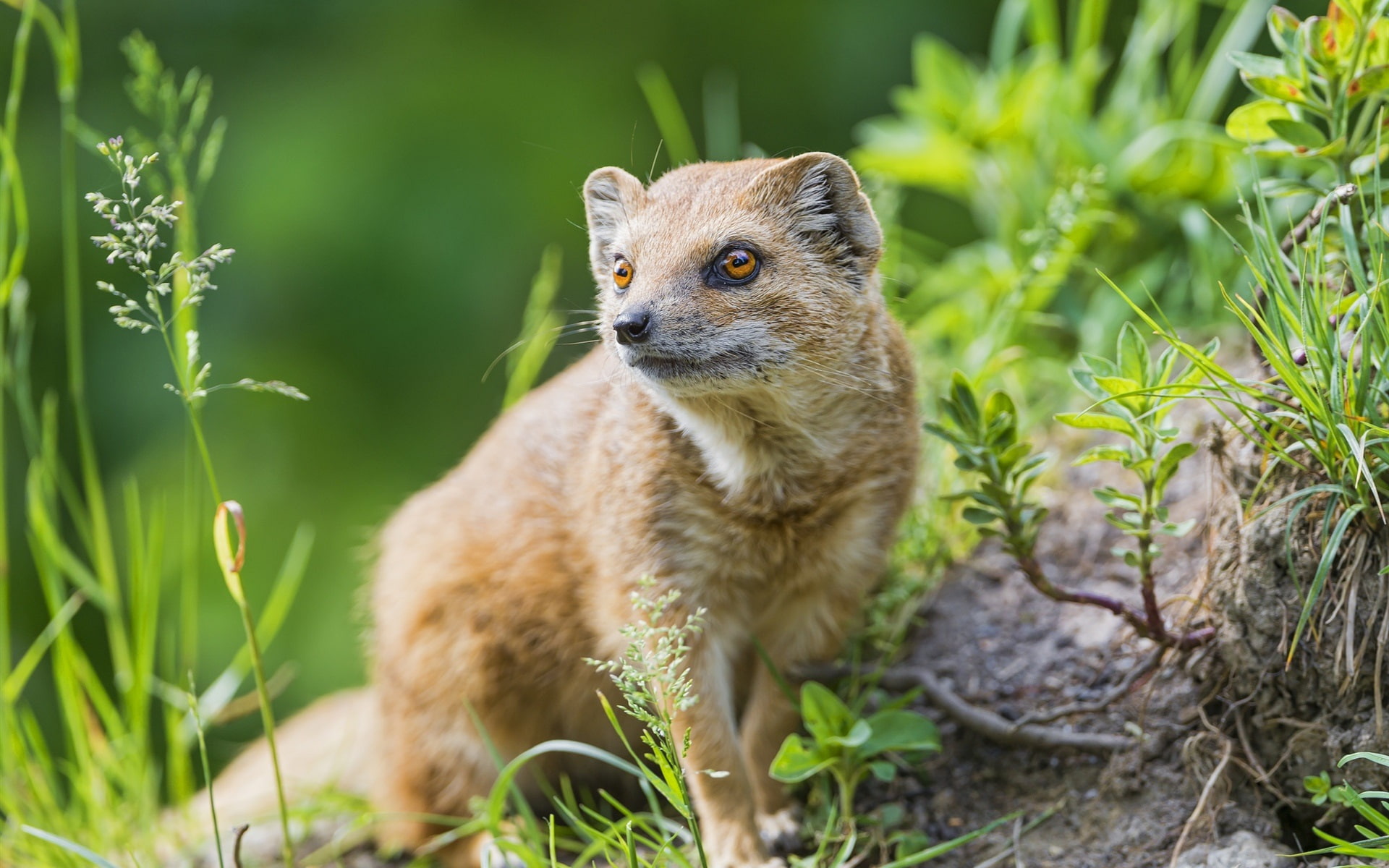 close, Grass, lemur, Mongoose, 1080P, brown, Predator, HD Wallpaper
