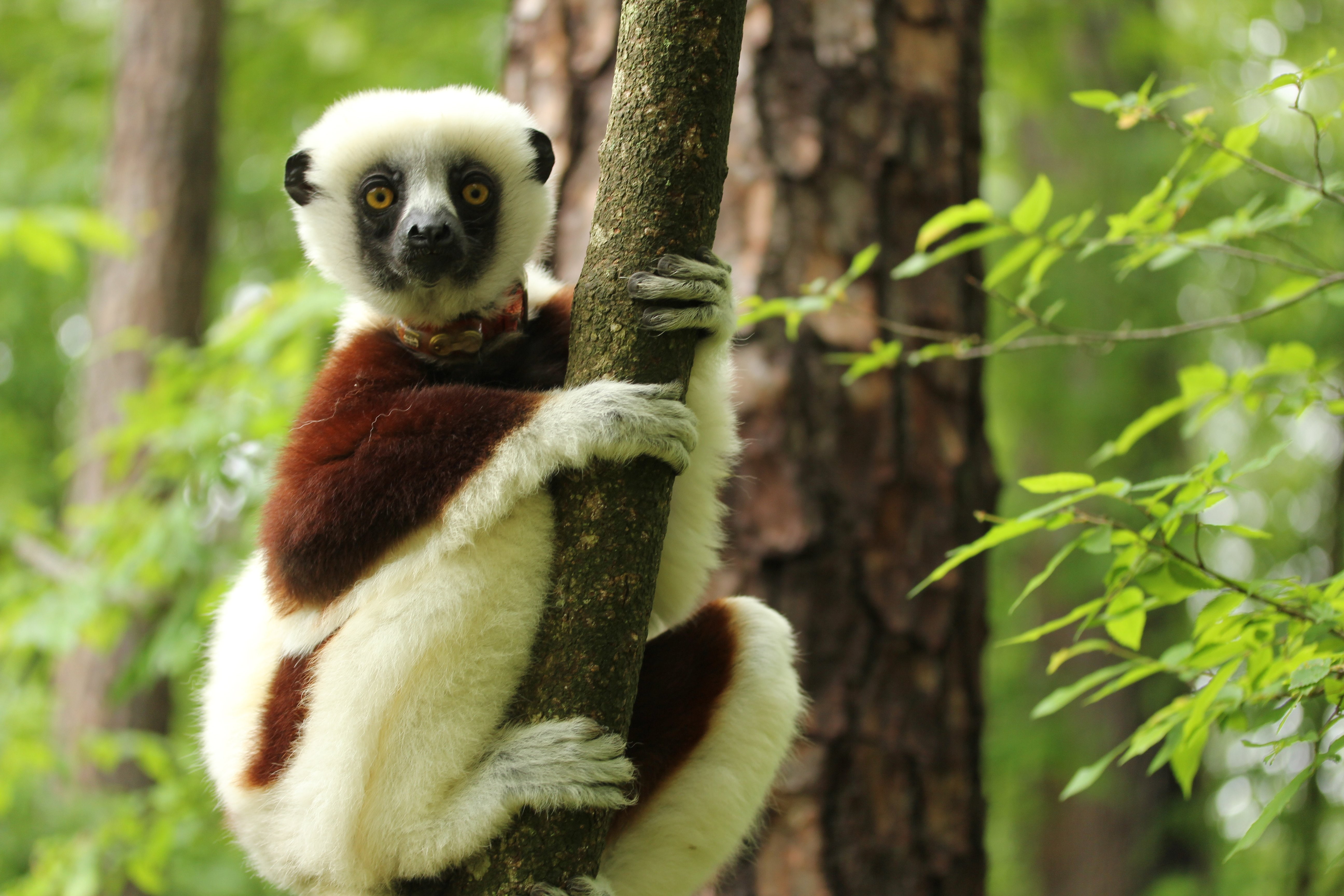 primate, lemur, 5K, madagascar, HD Wallpaper