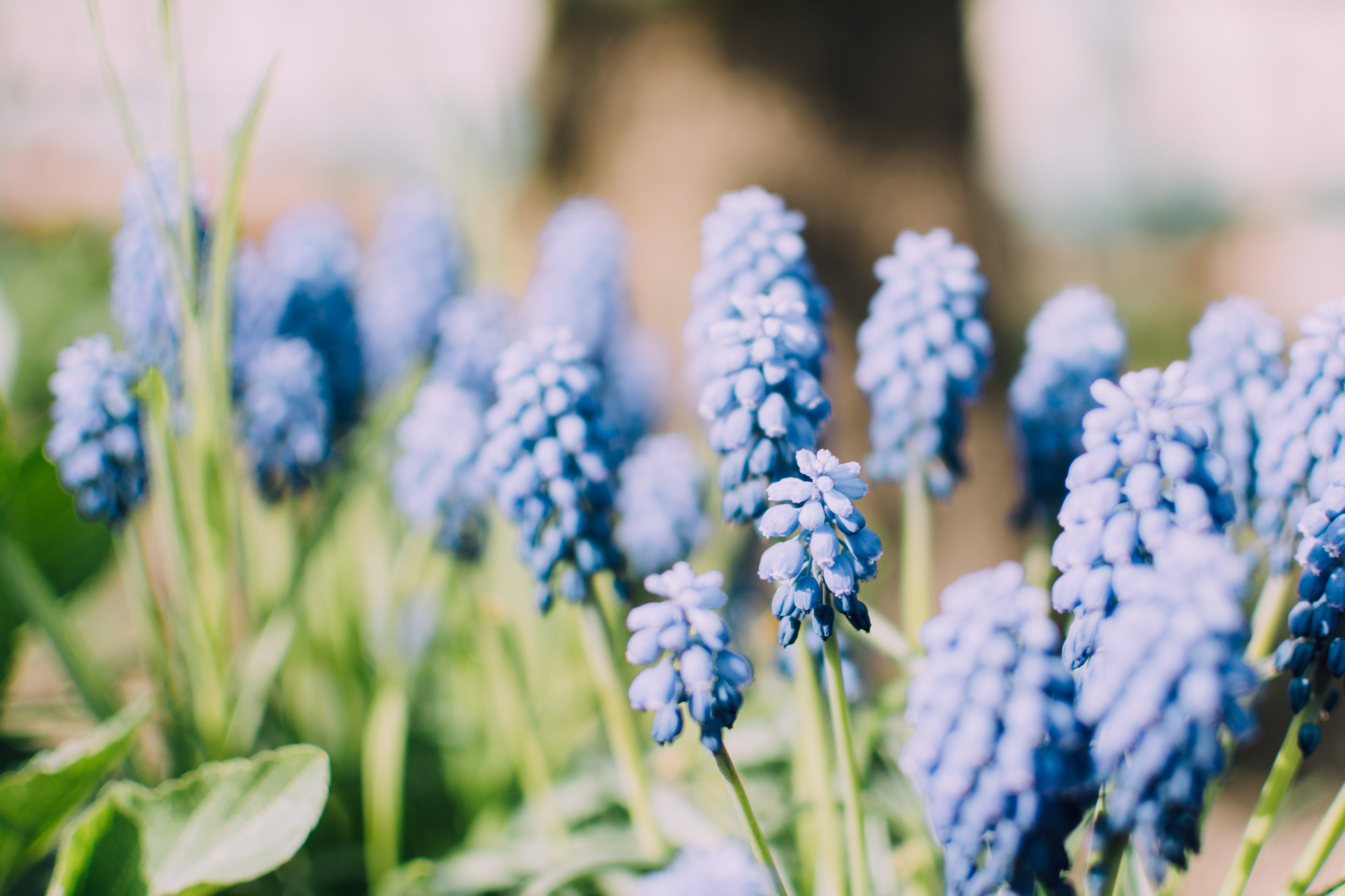 lavender, photography, purple flower, outdoors, vulnerability, blue, flora, flower, plant, flowering plant, selective focus, springtime, 4K, lens, no people, HD Wallpaper