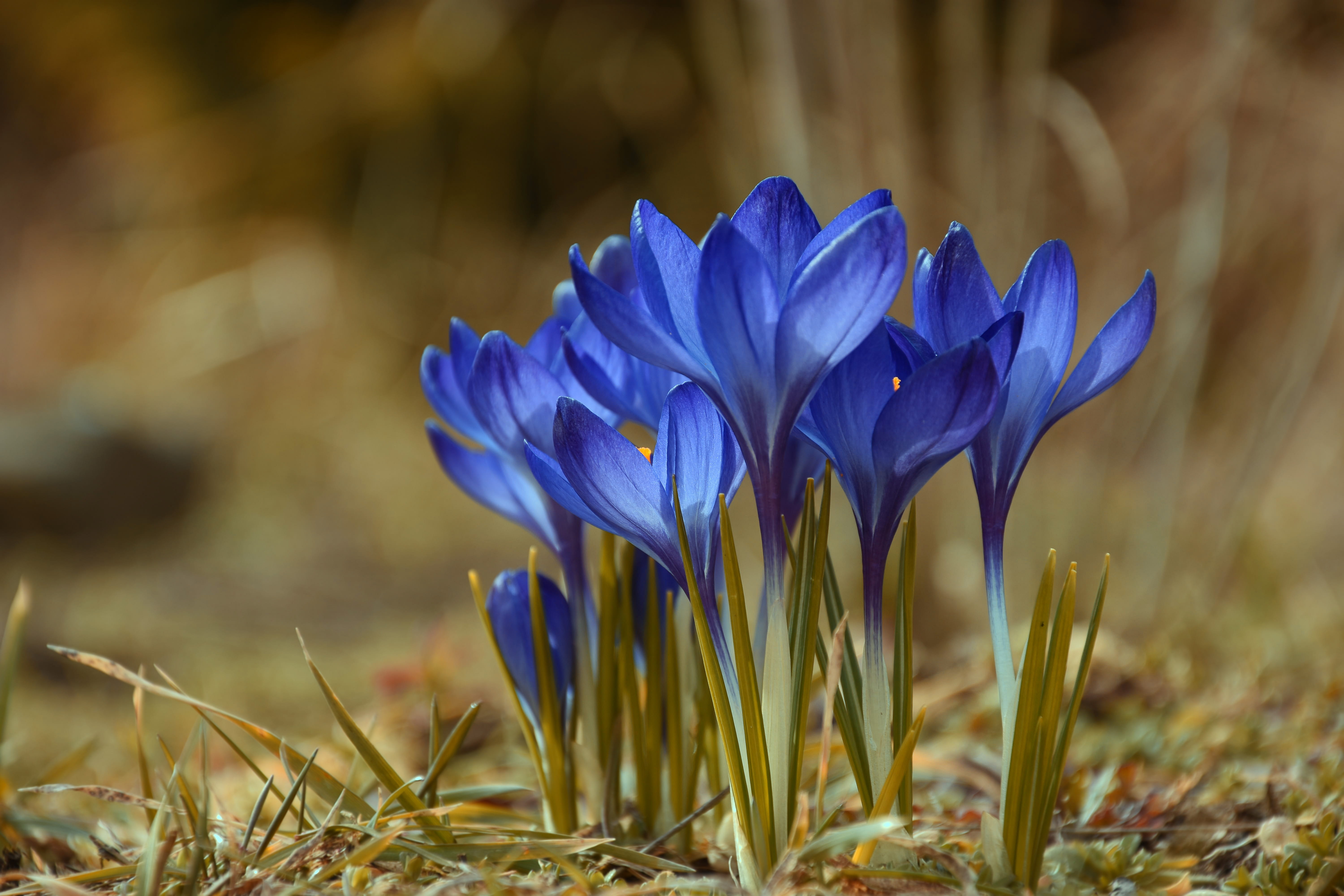 day, blue, flowering plant, photography, growth, flowering, nature, seasons of the year, no people, vulnerability, plants, macro, blurred background, flowers, HD Wallpaper