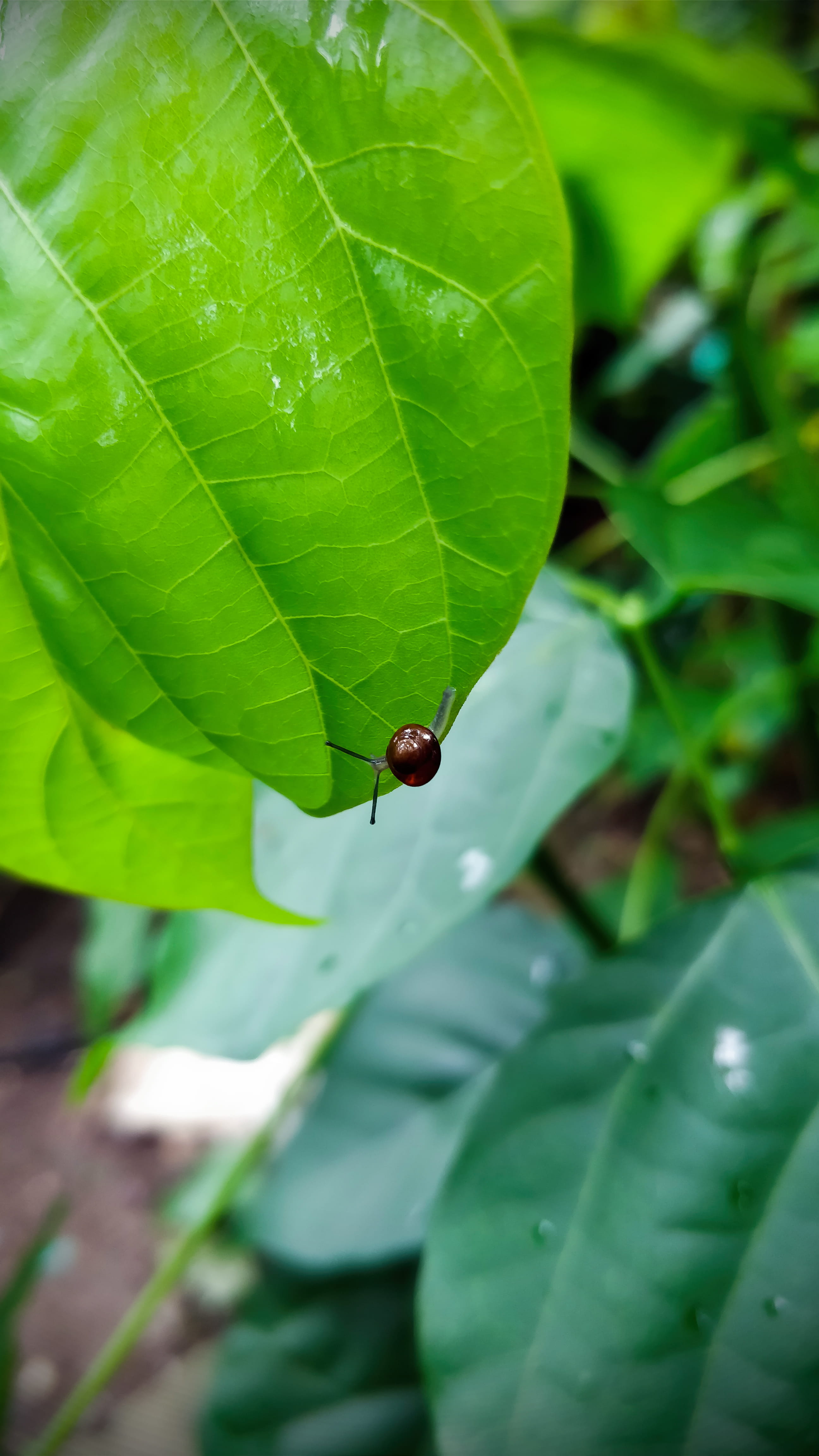 close-up, green, garden, oneplus 5, snail, plant, growth, texture, day, small, invertebrate, animal wildlife, insect, green color, no people, forest, beetle, Phone HD Wallpaper