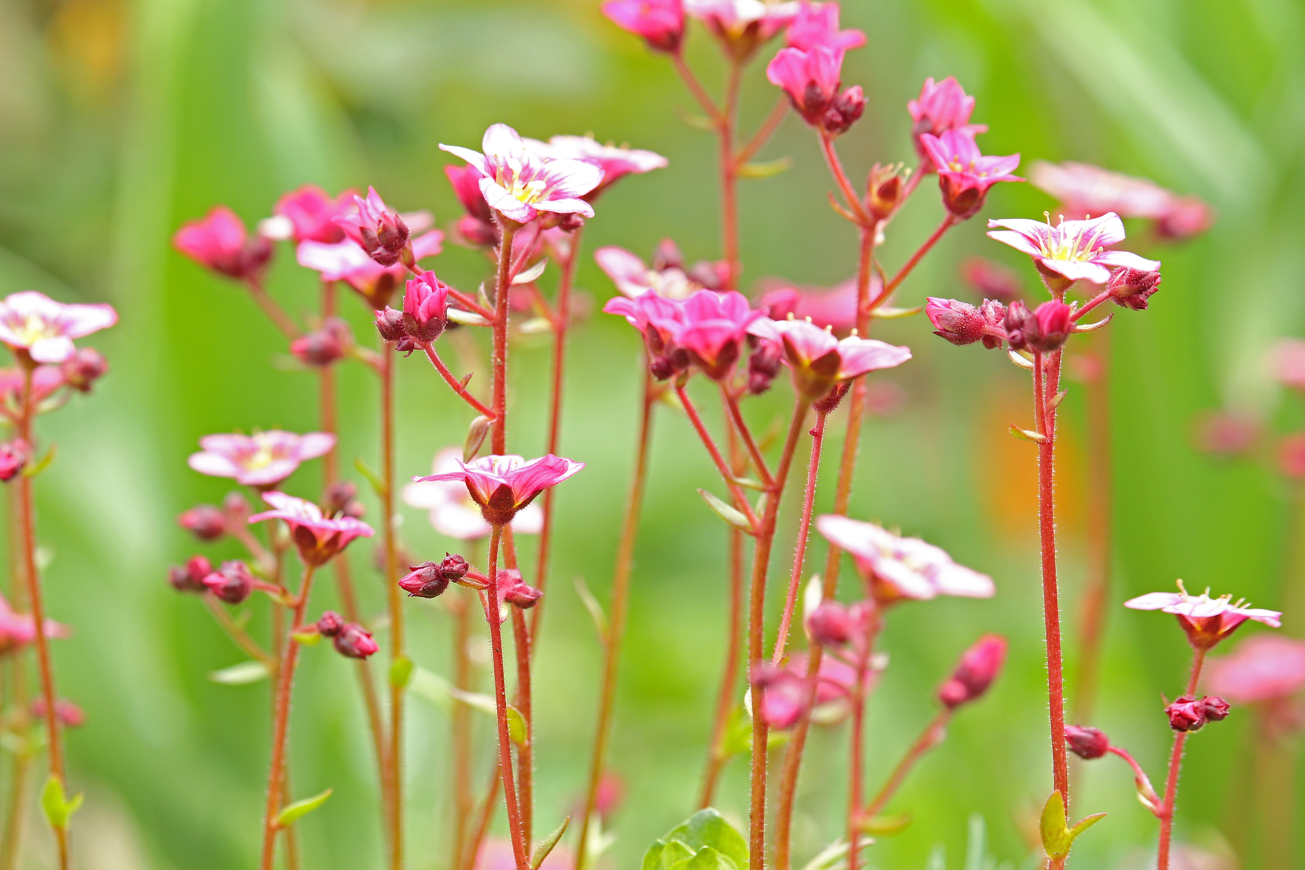 botany, stone bed, selective focus, public record, beauty, spring flower, focus on foreground, soapwort, flora, garden, vulnerability, plant stem, flower bed, HD Wallpaper