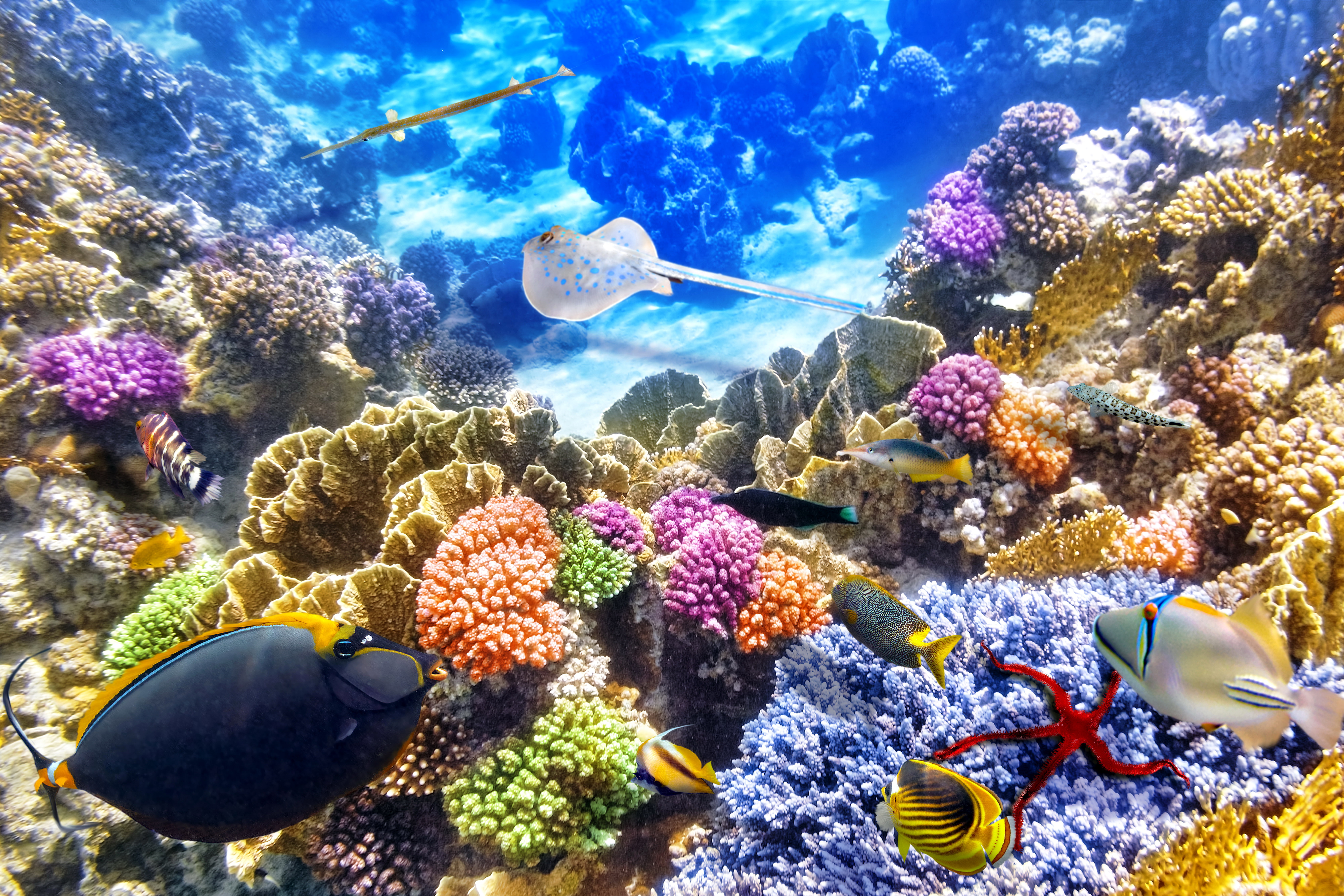 earth, underwater, coral, colorful, ocean, fish, 5K, stingray, HD Wallpaper