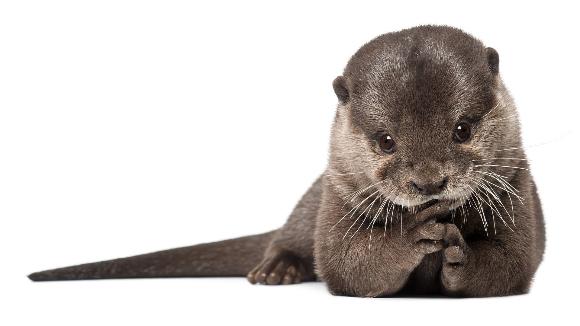 white background, studio shot, domestic animals, portrait, copy space, vertebrate, Otter, one animal, whisker, 1080P, Beautiful, pets, mammal, indoors, HD Wallpaper