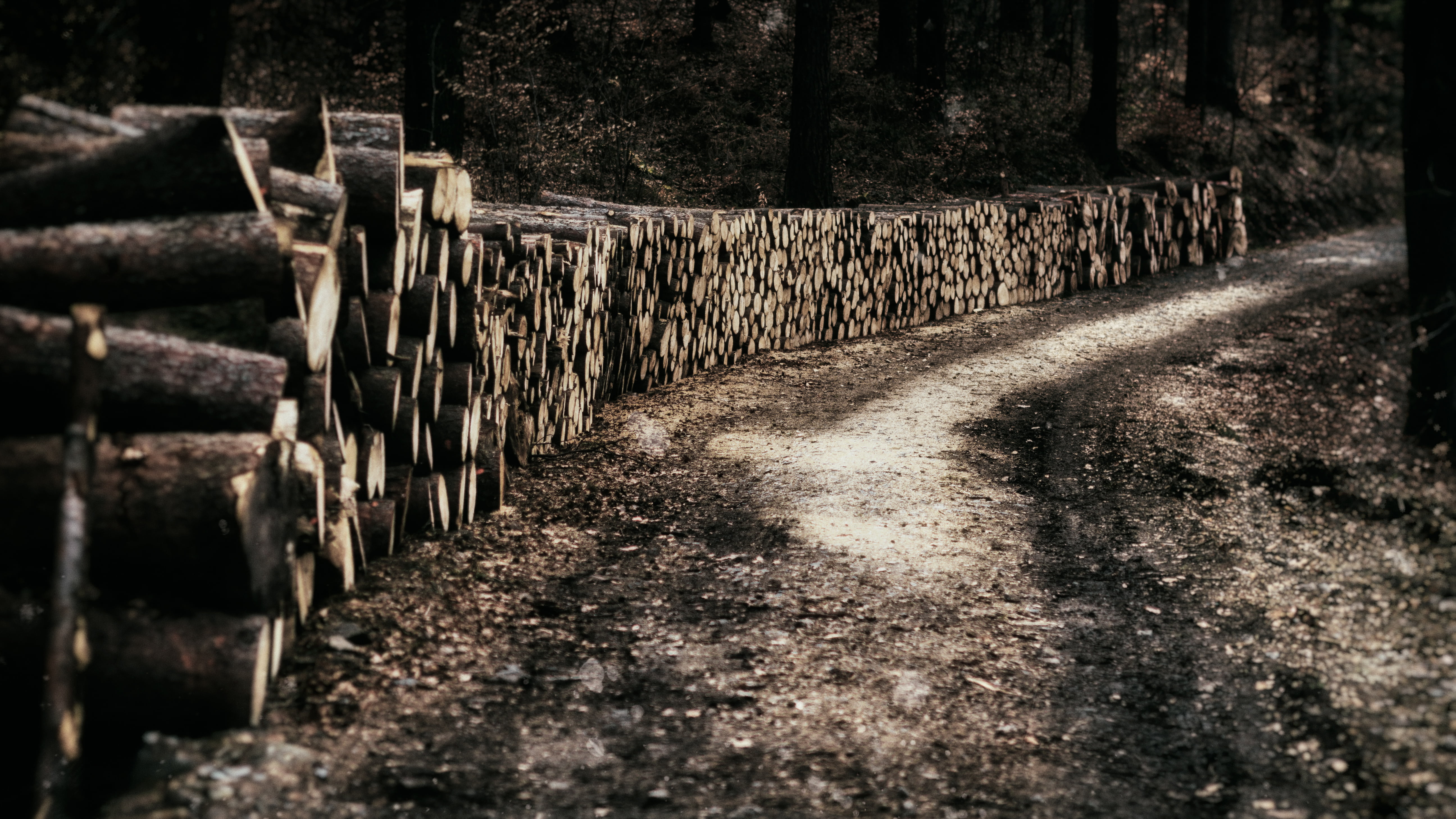 tree, plant, land, 5K, barrier, soil, wood stack, safety, nature, trees, woods, pile, railing, the way forward, stone wall, outdoors, dirt road, ground, HD Wallpaper
