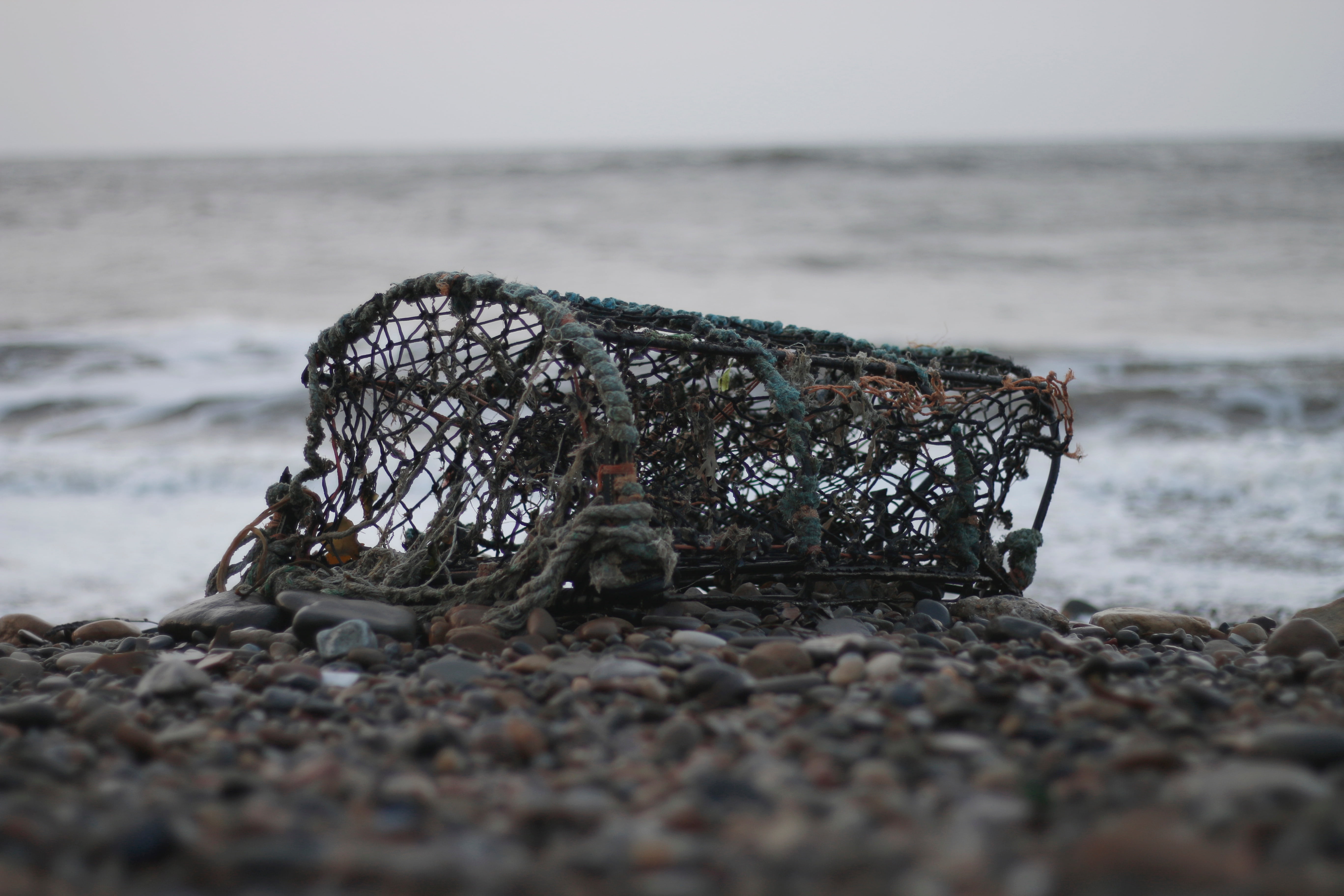 rock, no People, animal wildlife, driftwood, damaged, marine, 5K, water, shore, selective focus, solid, beach, nature, sky, mesh, scenics - nature, surface level, HD Wallpaper