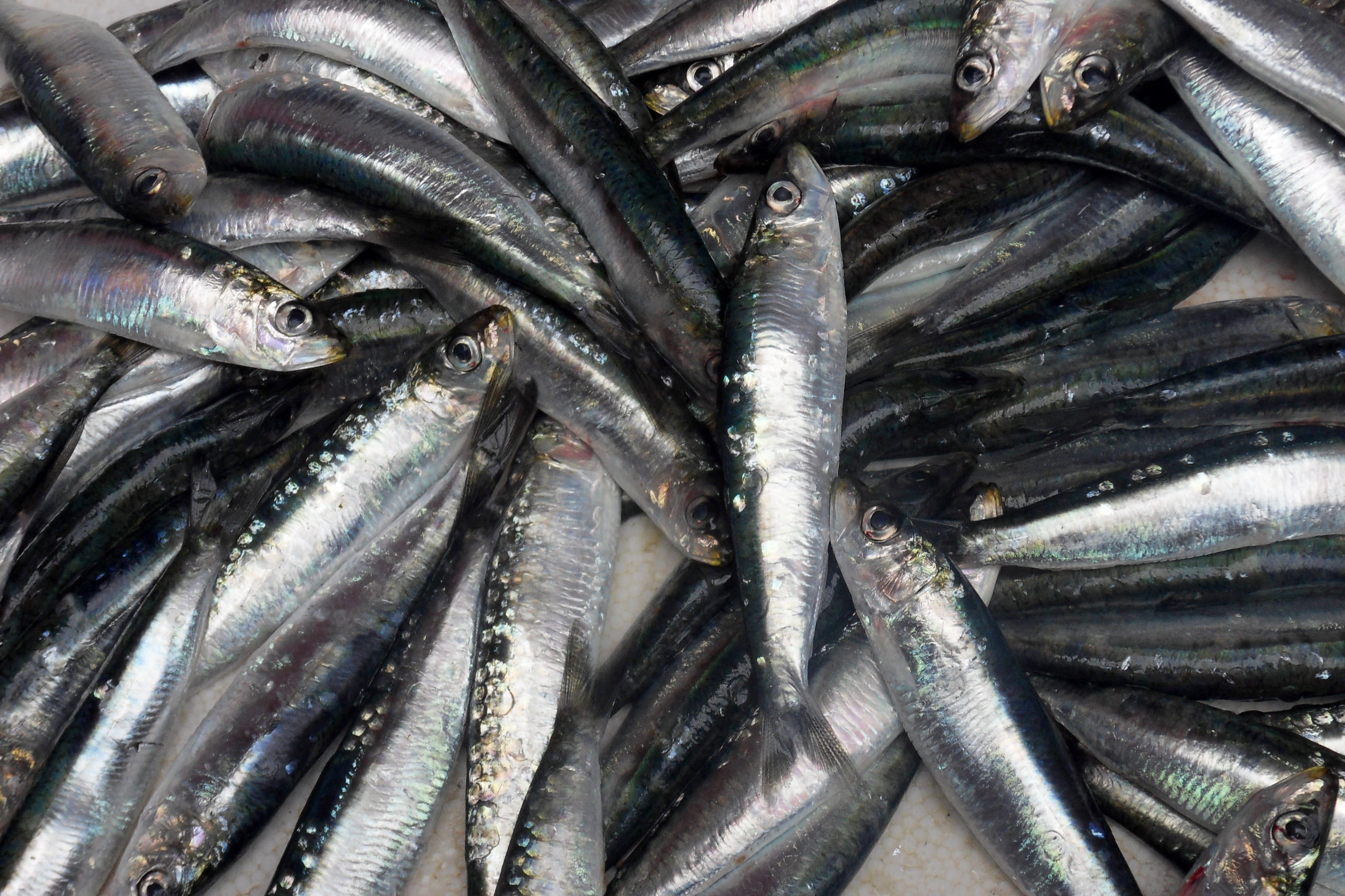 for sale, close-up, freshness, sardine, wellbeing, food and drink, 2K, Food, Fish, high angle view, retail, catch of fish, industry, abundance, prepared Fish, HD Wallpaper
