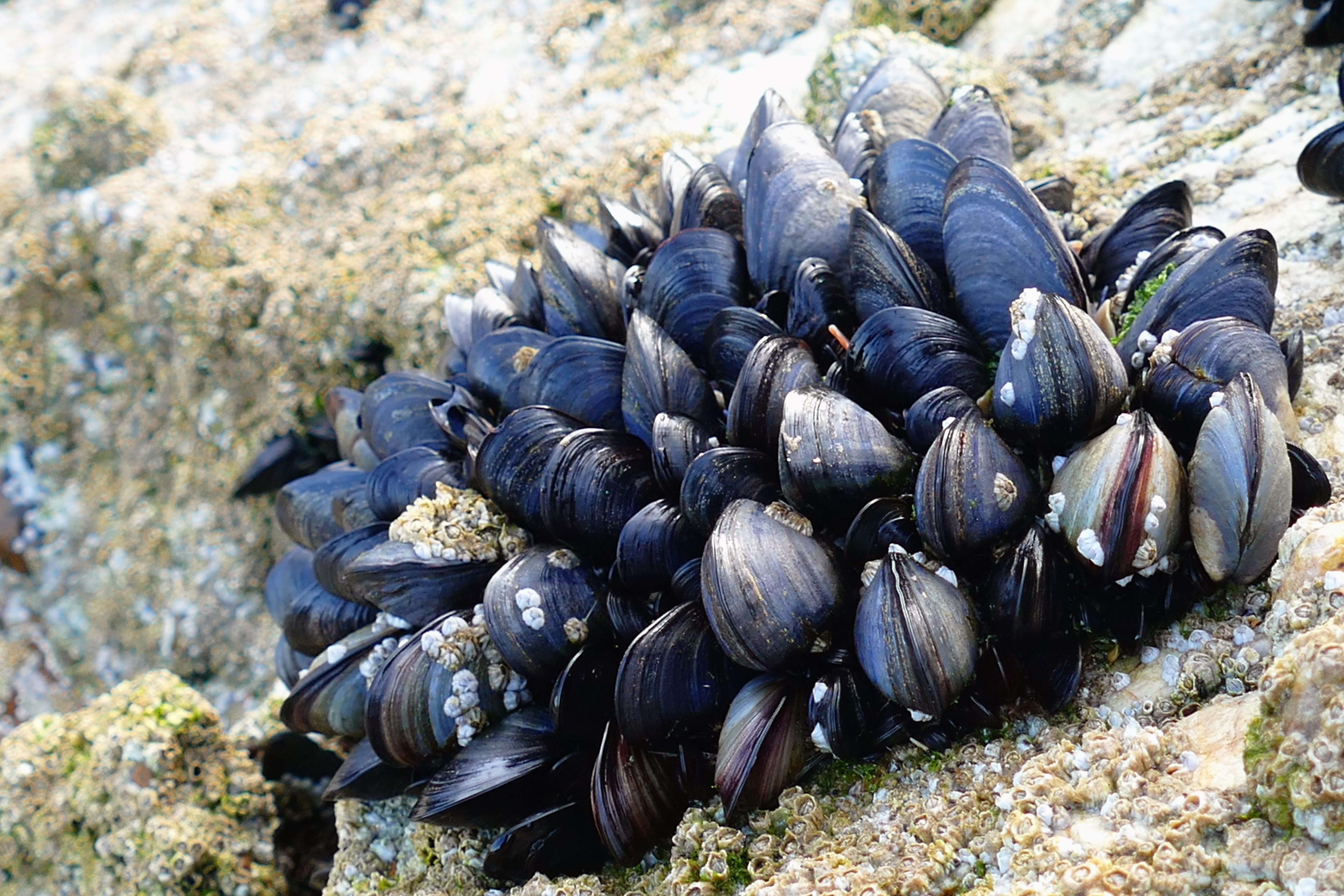 mollusk, no people, large group of objects, catch, large group of animals, Seafood, lunch, sea, restaurant, Mussels, rock - object, fish, focus on foreground, HD Wallpaper