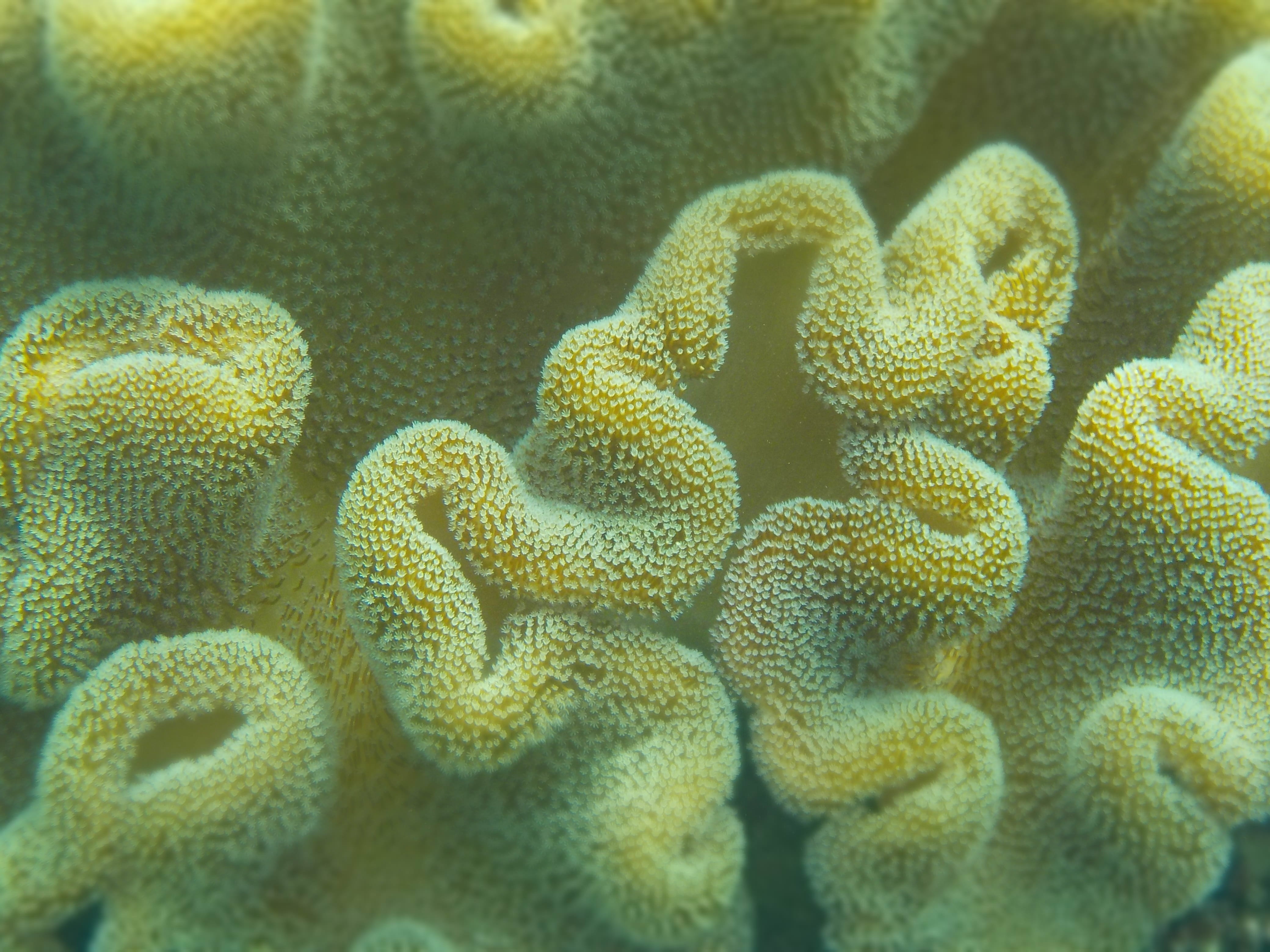green color, flower head, marine, close, salt water, backgrounds, sea life, plant, close-up, food, undersea, full frame, yellow, no people, underwater, HD Wallpaper