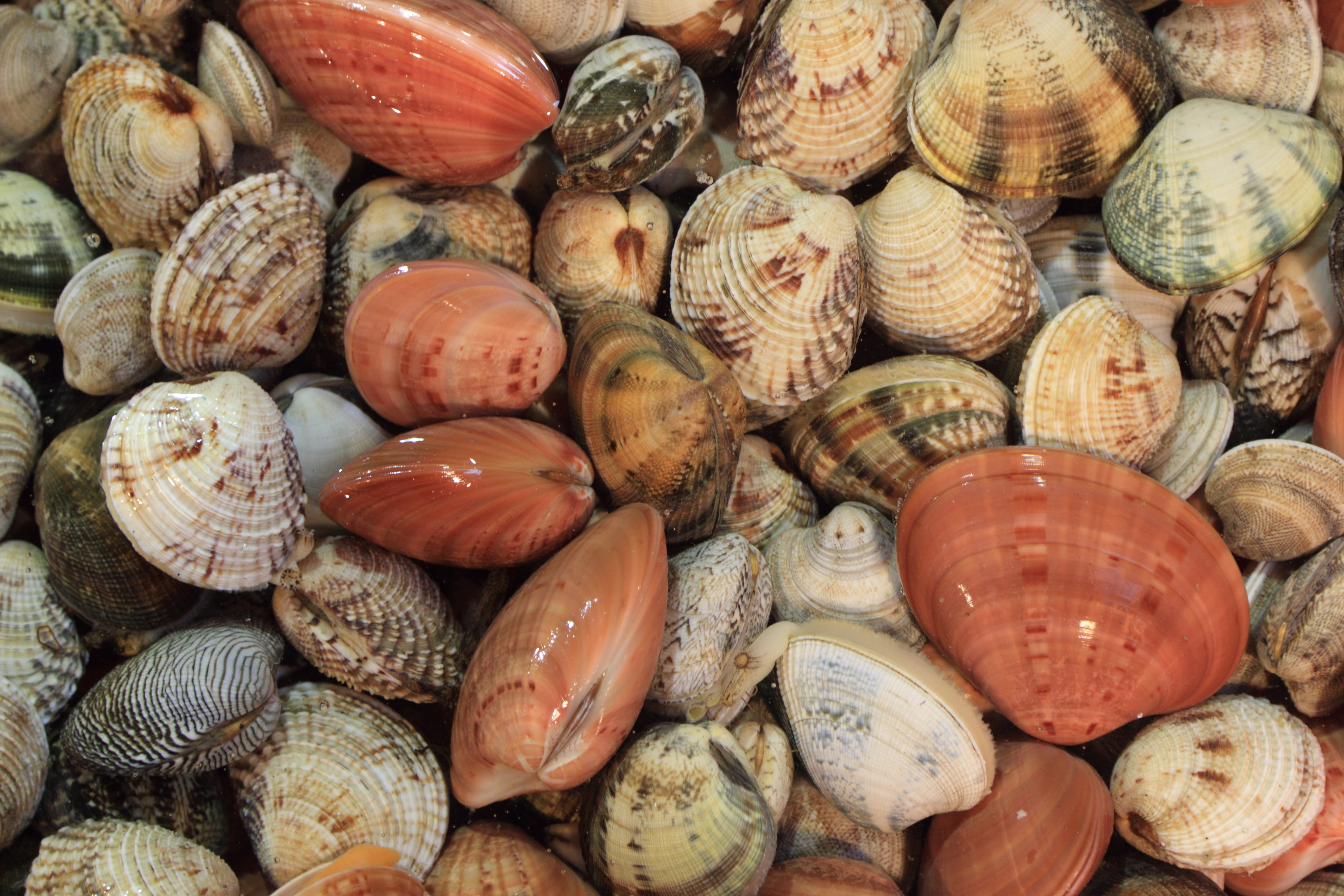 freshness, high angle view, brown, backgrounds, variation, choice, sea, full frame, shell, animal Shell, close-up, Food, still life, large group of objects, HD Wallpaper