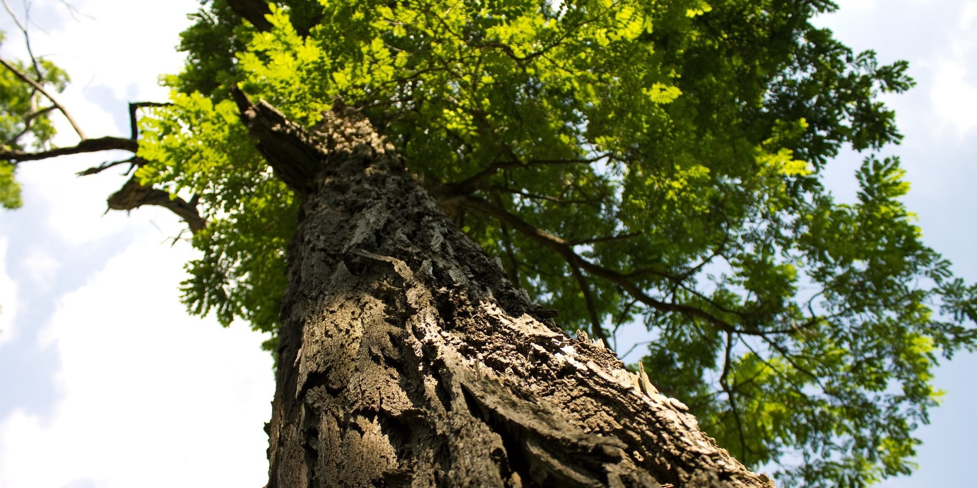 Trees, x, branch, photography, sunlight, leaves, px, art, 1920x960 px, 1080P, hd, umbrella, nature, HD Wallpaper