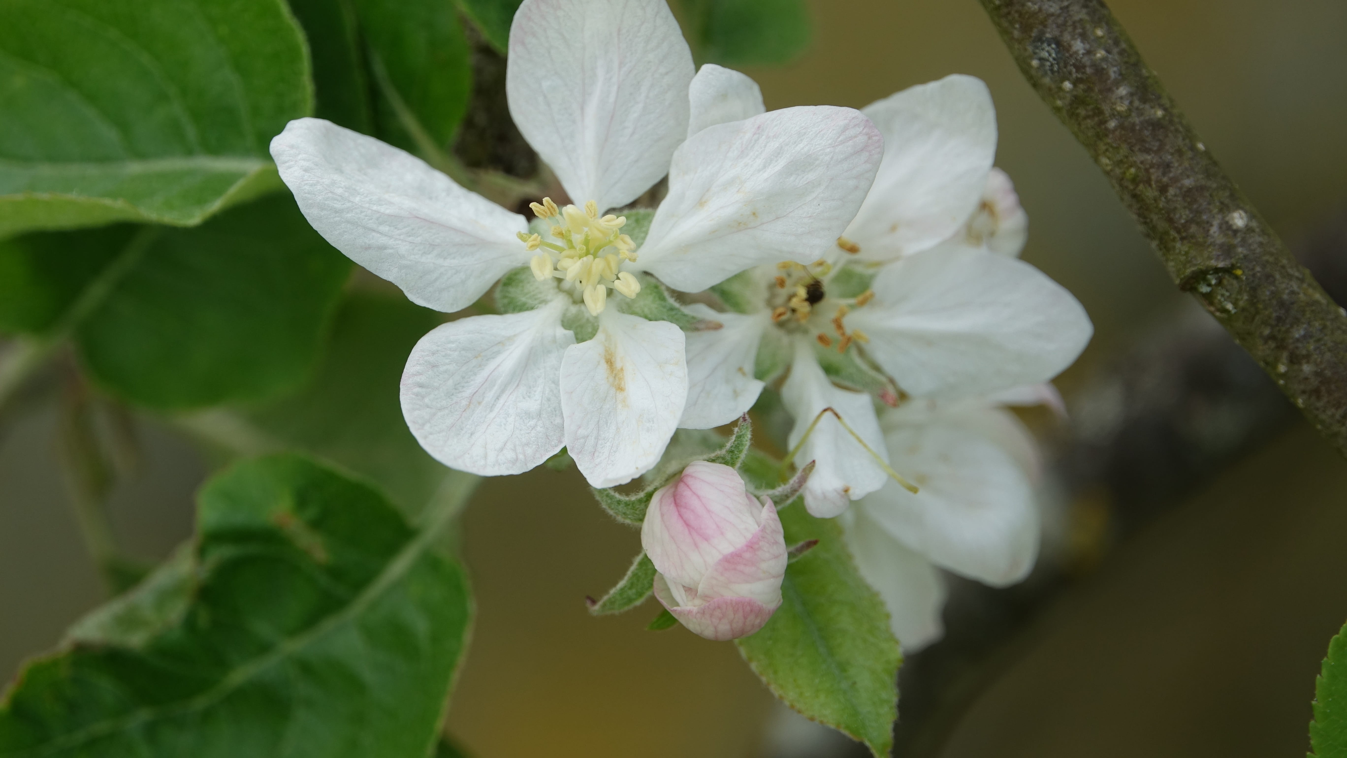 no people, flower, growth, close-up, pollen, plant, nature, queen of the pippin, vulnerability, flowering plant, day, purity, leaf, flower head, beauty in nature, HD Wallpaper