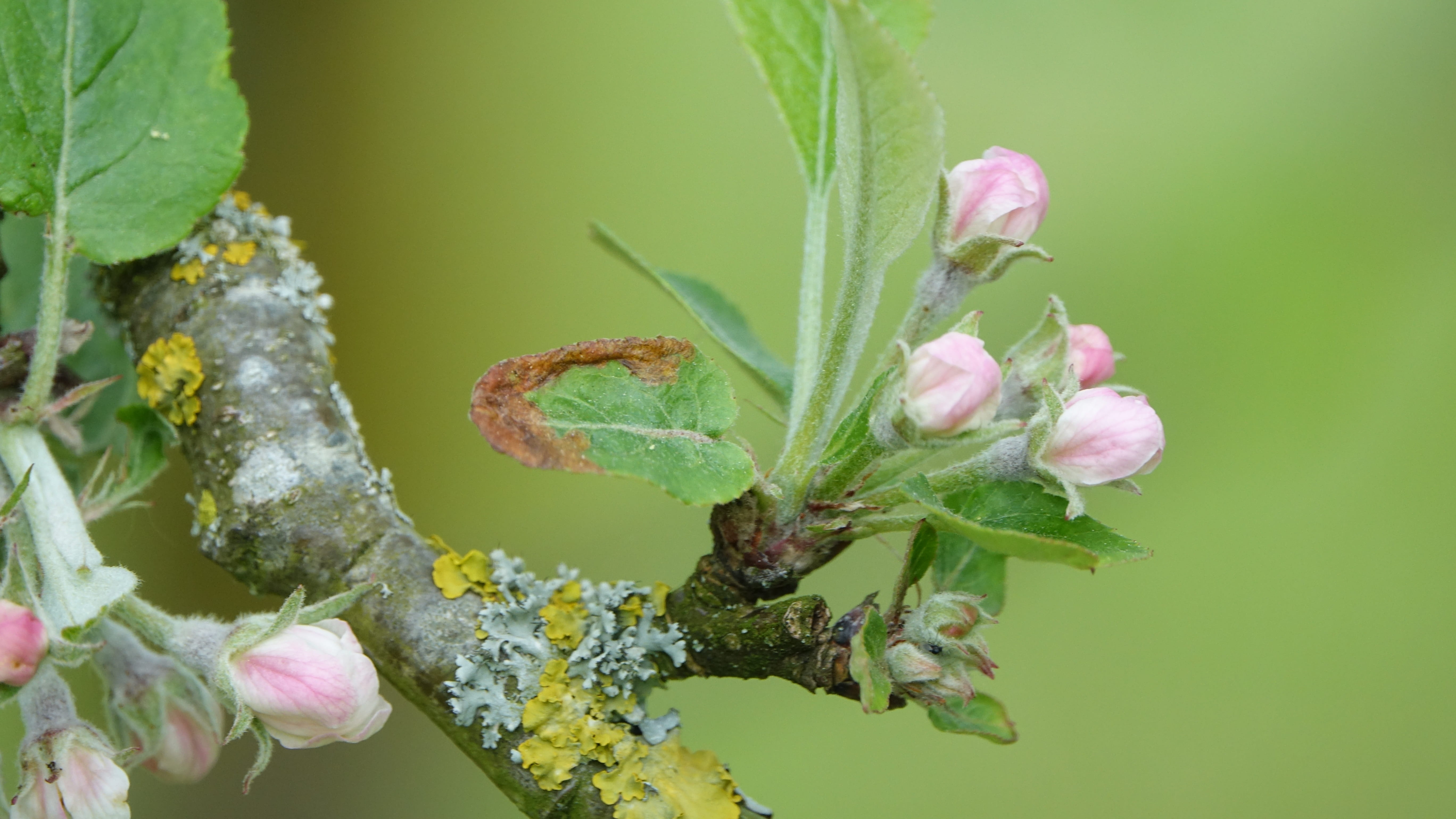 springtime, green color, outdoors, close-up, beauty in nature, no people, flower, inflorescence, queen of the pippin, vulnerability, leaf, day, fragility, HD Wallpaper