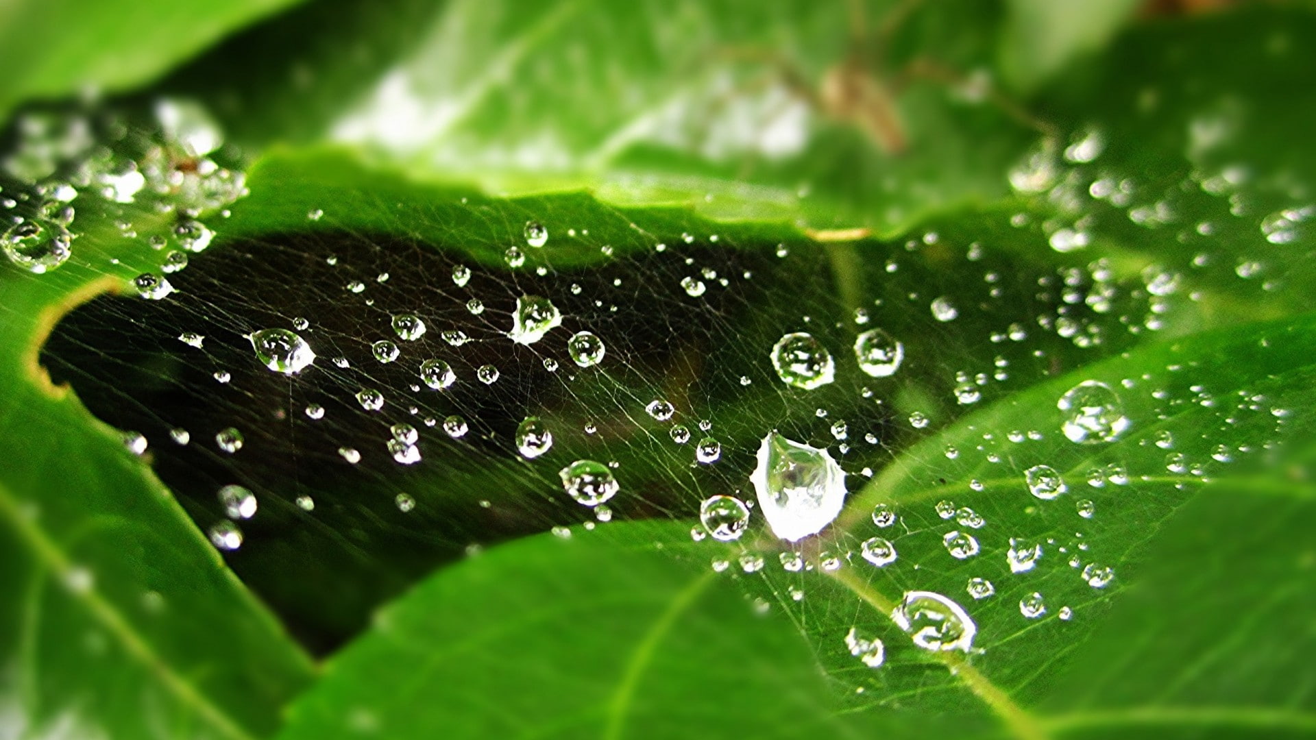 water, no people, beauty in nature, nature, selective focus, spiderwebs, purity, plant, detailed, water drops, close-up, rain, leaves, green color, green, HD Wallpaper