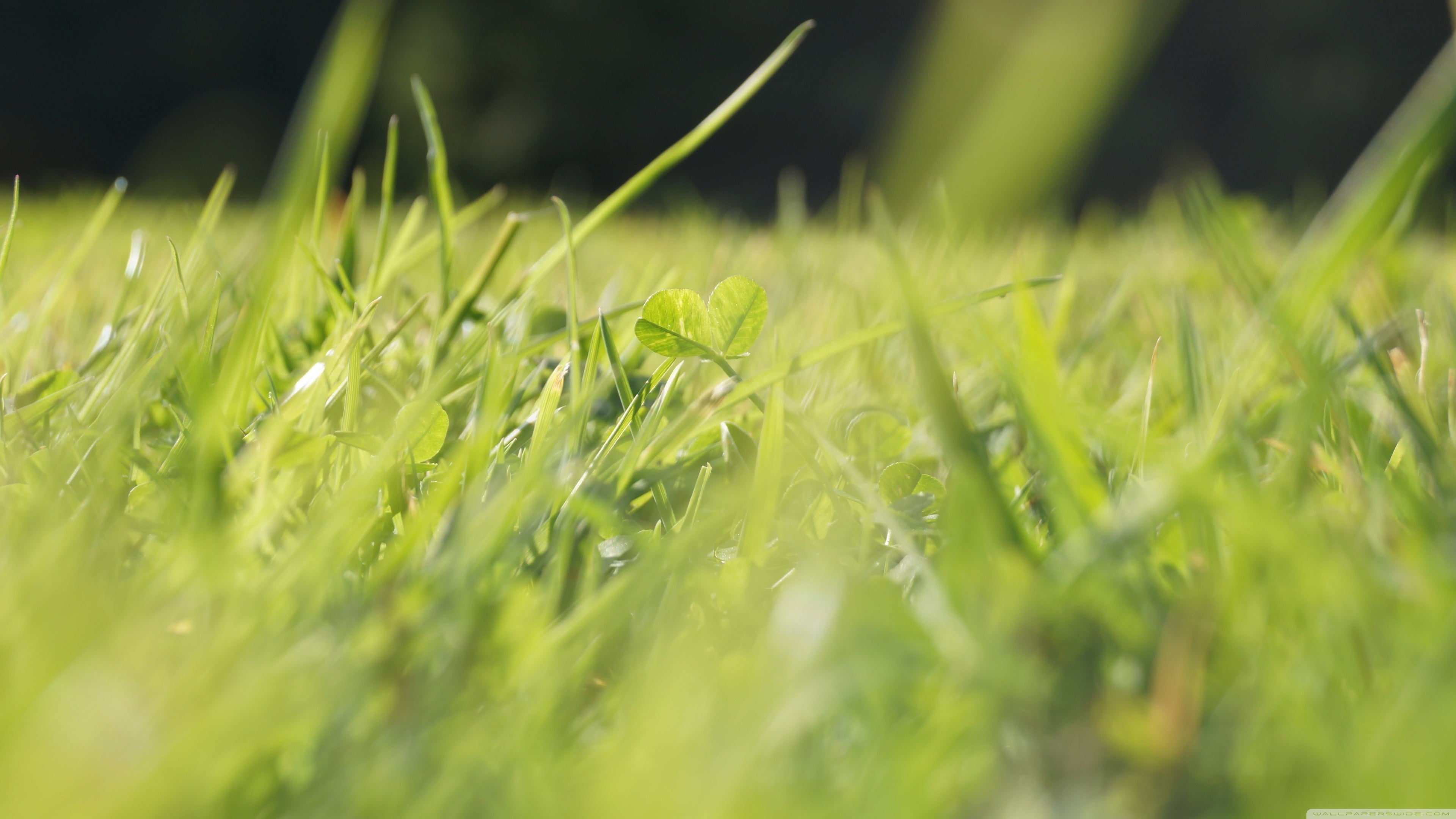 wet, environment, nature, lawn, defocused, land, depth of field, season, farm, cereal plant, selective Focus, backgrounds, bright, day, no People, food and drink, HD Wallpaper
