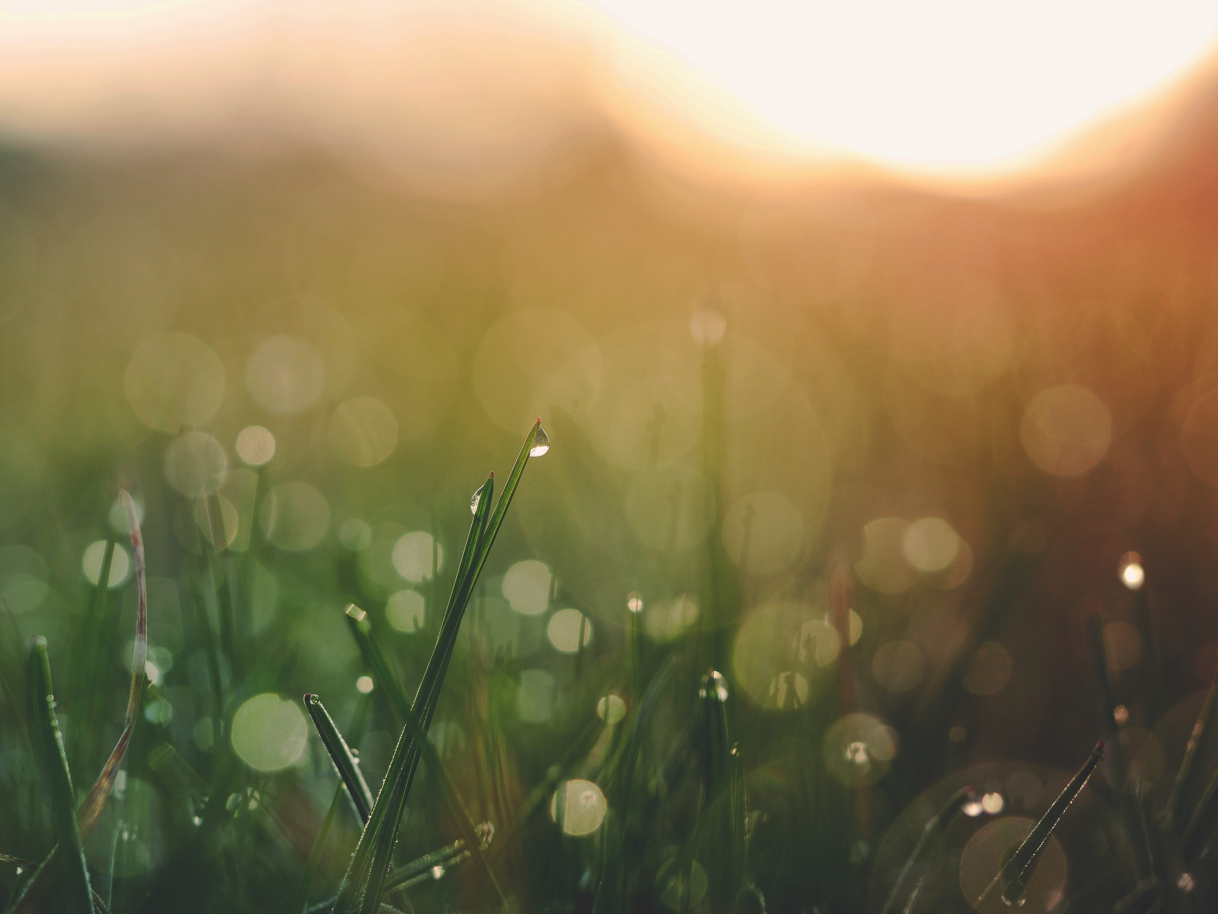 morning, abstract, sun, bokeh, selective focus, plant, green color, no people, blade of grass, beauty in nature, nature, land, summer, rain, grass, blurry, HD Wallpaper