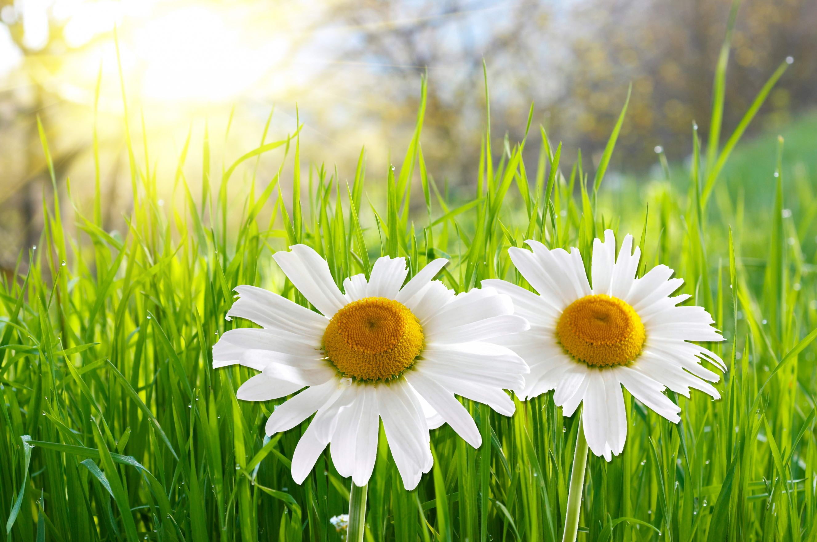 growth, beauty in nature, pollen, grass, flowering plant, daisy, freshness, green color, plant, close-up, no people, outdoors, blade of grass, fragility, HD Wallpaper