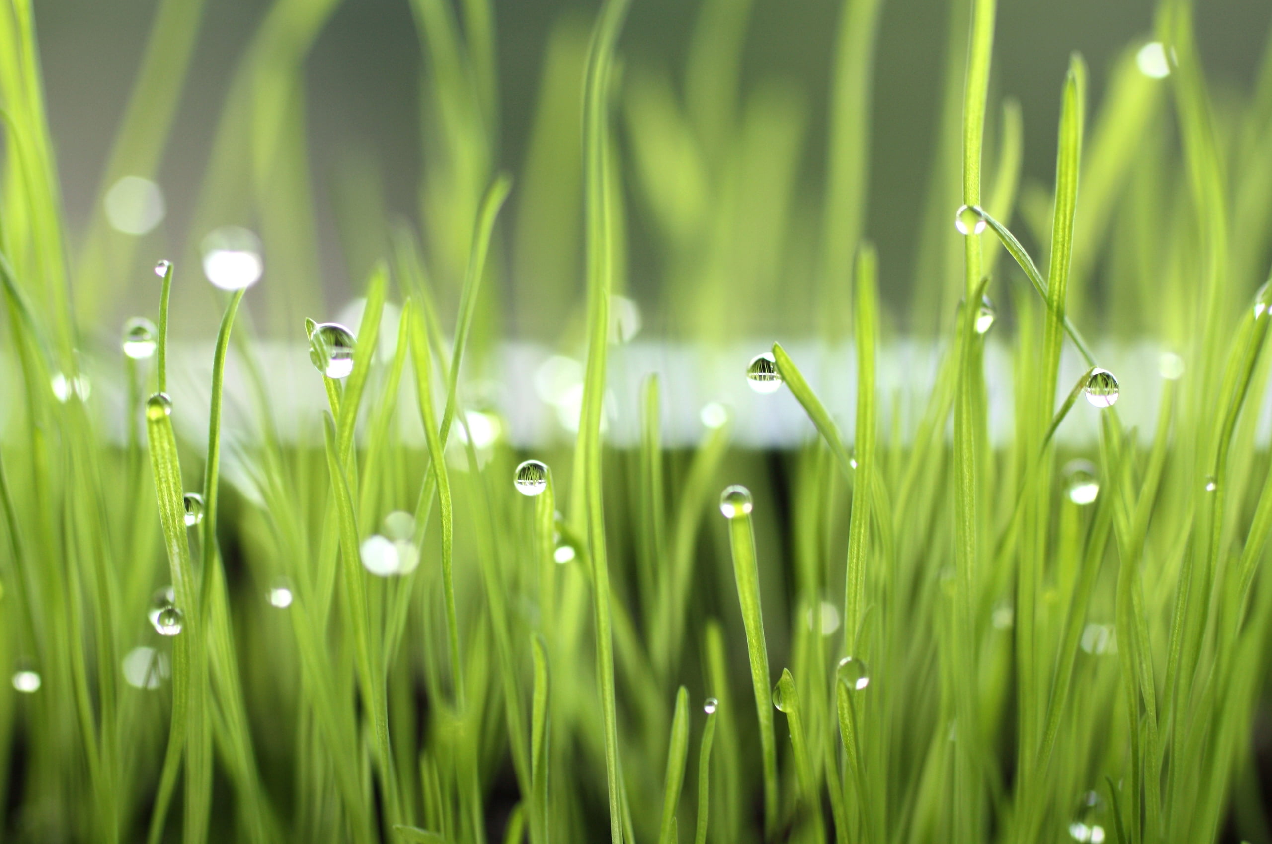 abstract, 2K, drops, green Color, light - Natural Phenomenon, lush Foliage, purity, springtime, rain, outdoors, summer, defocused, growth, plant part, HD Wallpaper