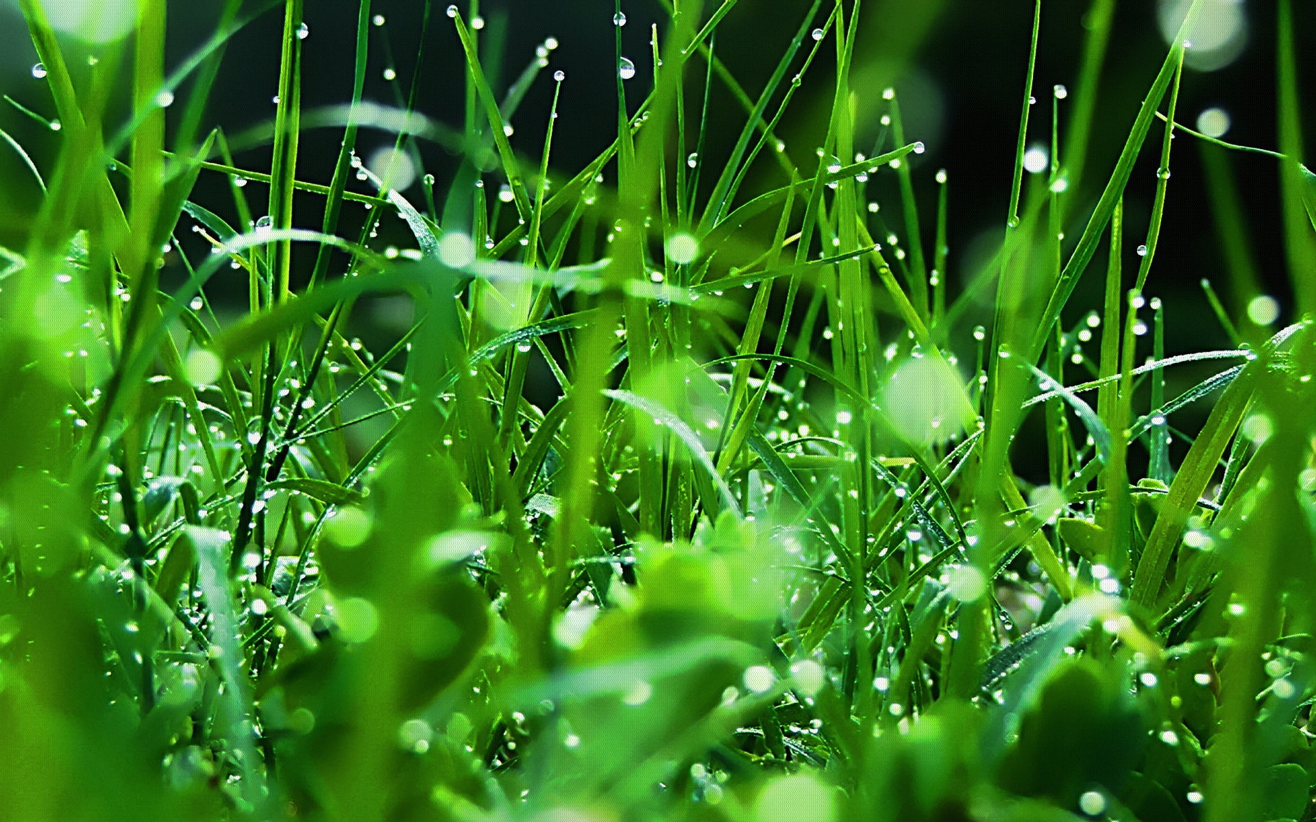 meadow, defocused, 1080P, lush Foliage, morning, backgrounds, drop, outdoors, purity, grass, vibrant Color, lawn, nature, green, season, macro, springtime, HD Wallpaper