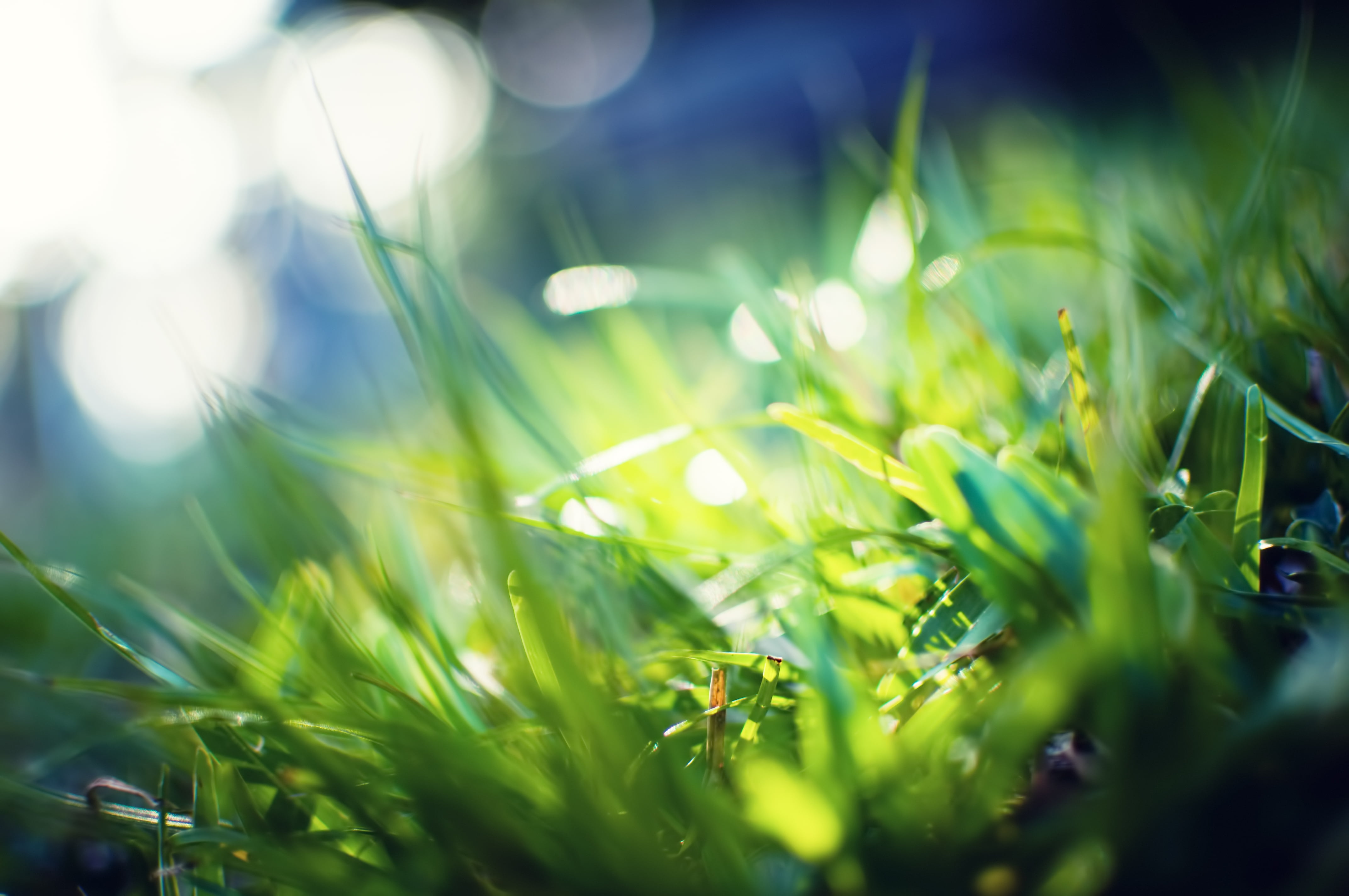 4K, color, defocused, landscape, grass, meadow, surface level, blue, freshness, color Image, lawn, rural Scene, lush Foliage, growth, plant part, selective Focus, HD Wallpaper