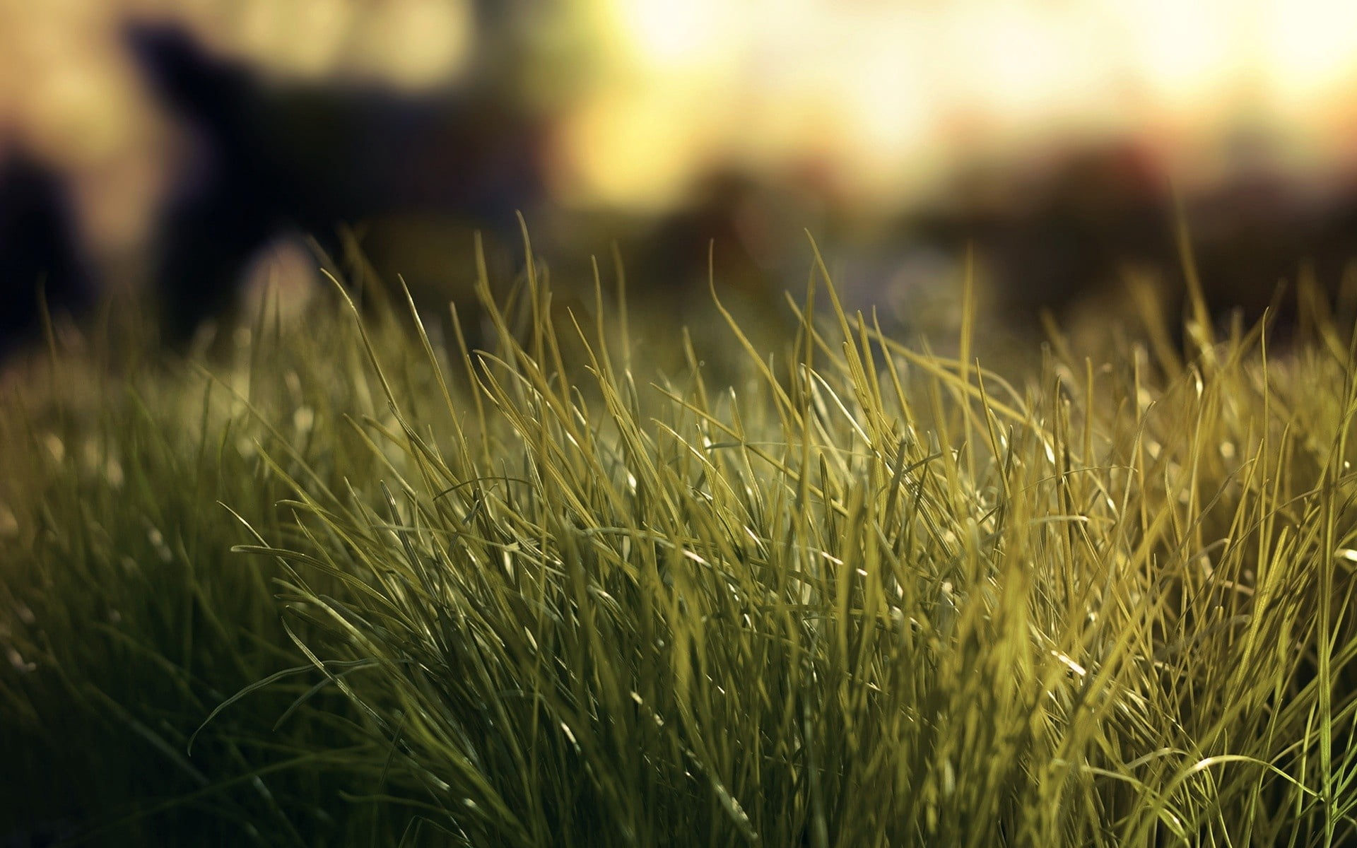 beauty In Nature, meadow, crop, sunlight, abstract, environment, vibrant Color, yellow, bright, macro, scenics, green Color, day, summer, leaf, agriculture, HD Wallpaper
