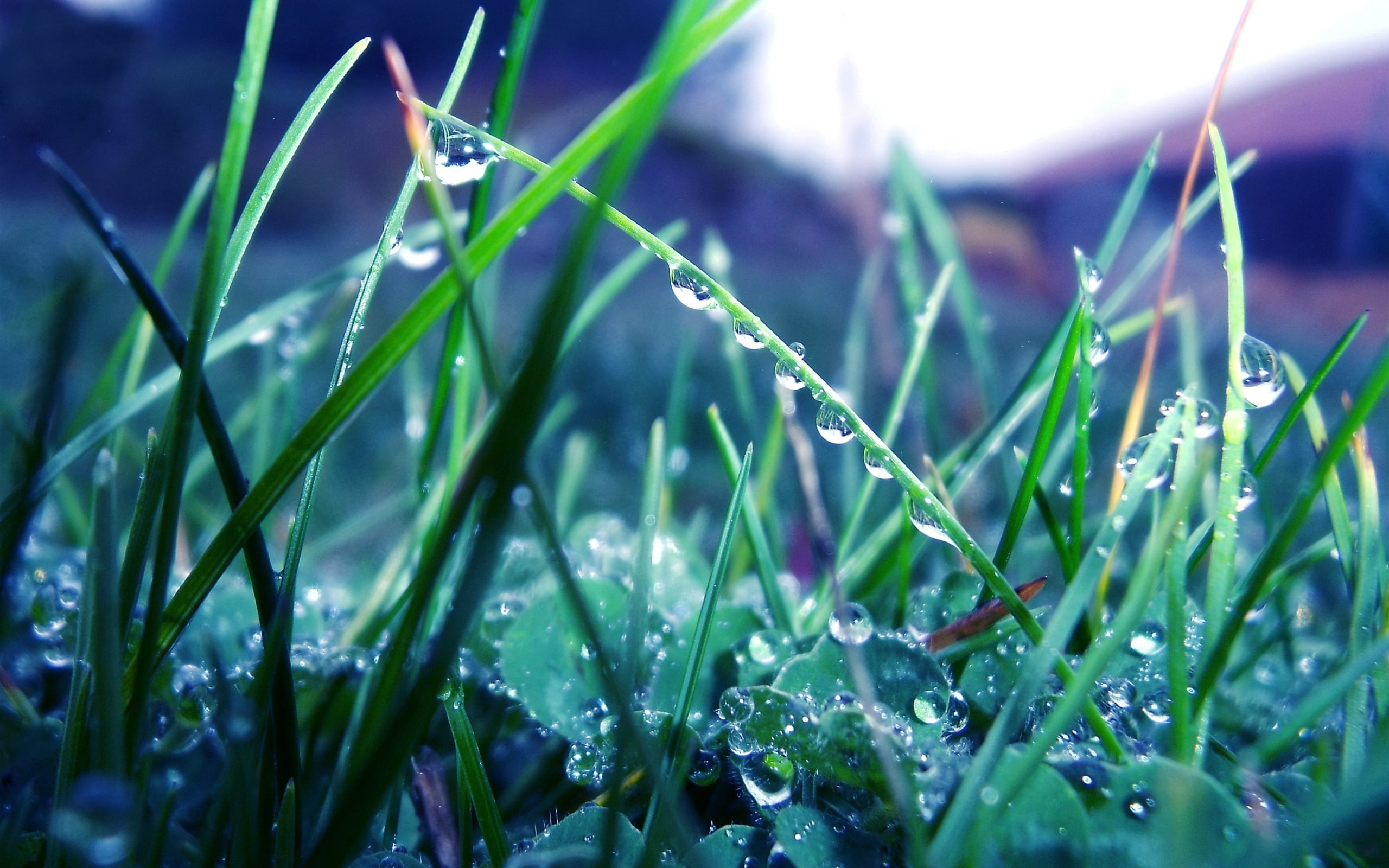 leafed, rain, light, bright, abstract, meadow, drop, color Image, morning, freshness, water, plant, backgrounds, green, growth, day, close-up, blade of Grass, HD Wallpaper