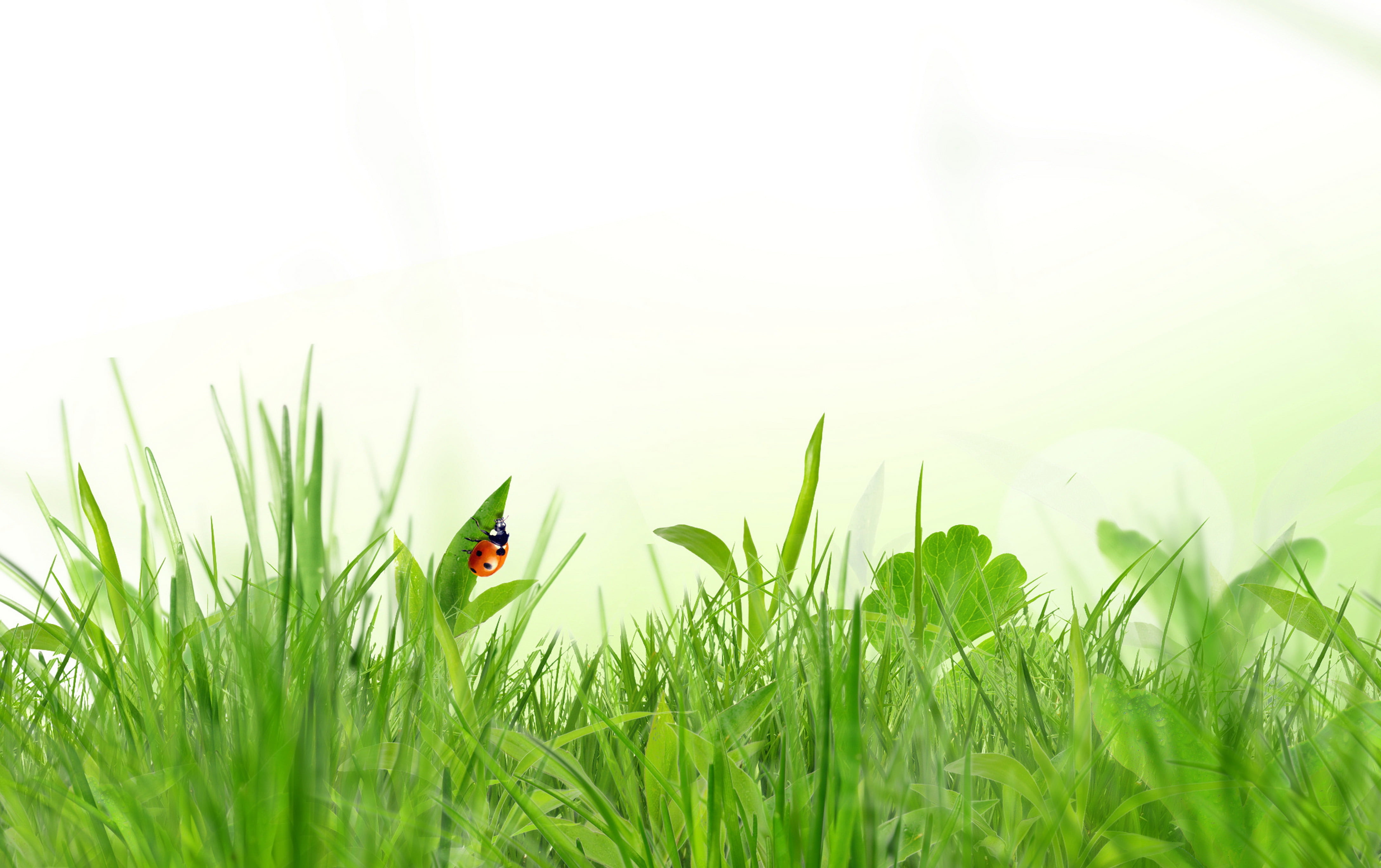 backgrounds, sky, macro, nature, flower, bright, animals in the wild, copy Space, insect, meadow, lawn, sun, field, landscape, grass, springtime, HD Wallpaper
