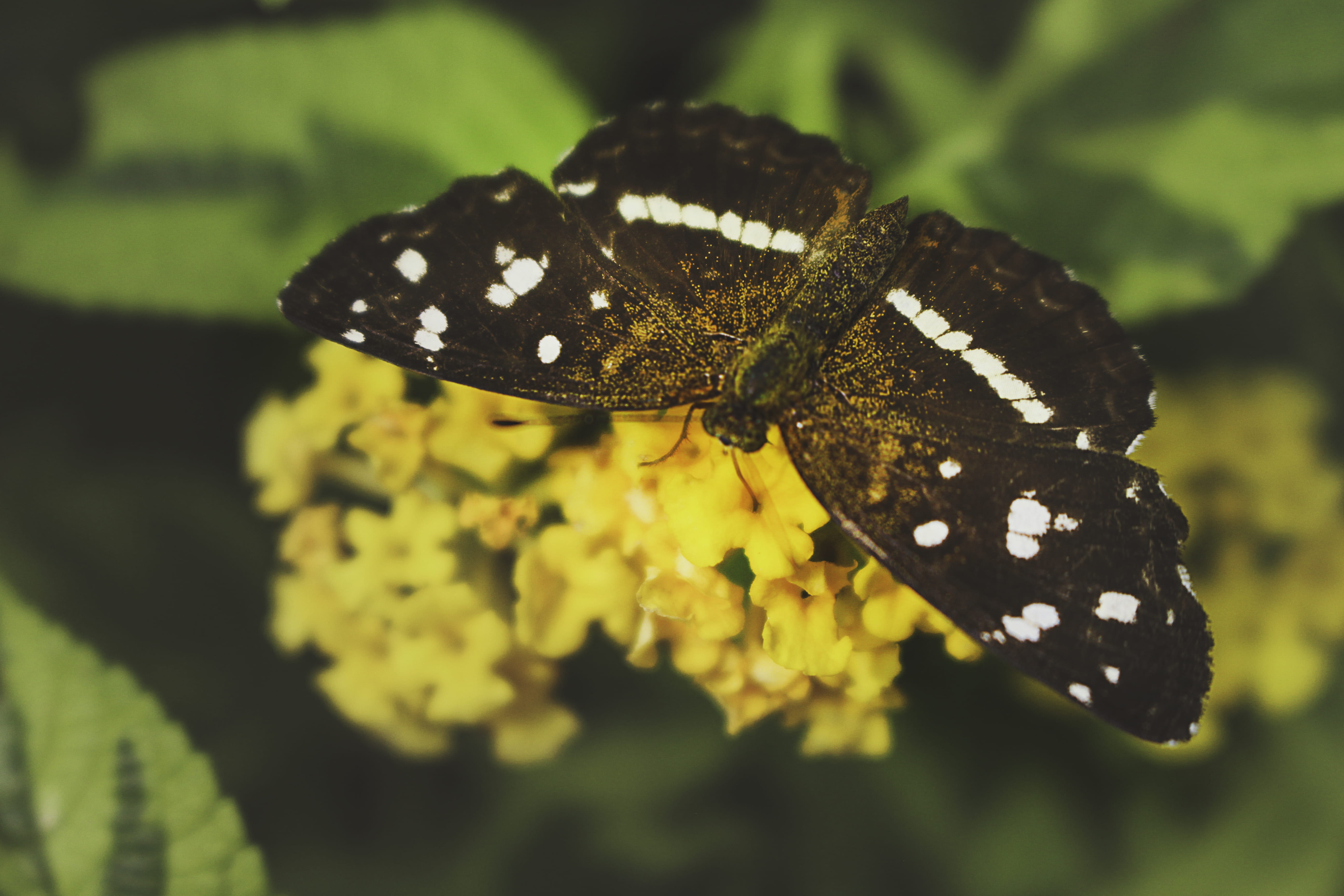 beauty in nature, plant, wildlife, no people, animal, nature, one animal, natural pattern, butterfly - insect, porto alegre, insect, brazil, HD Wallpaper