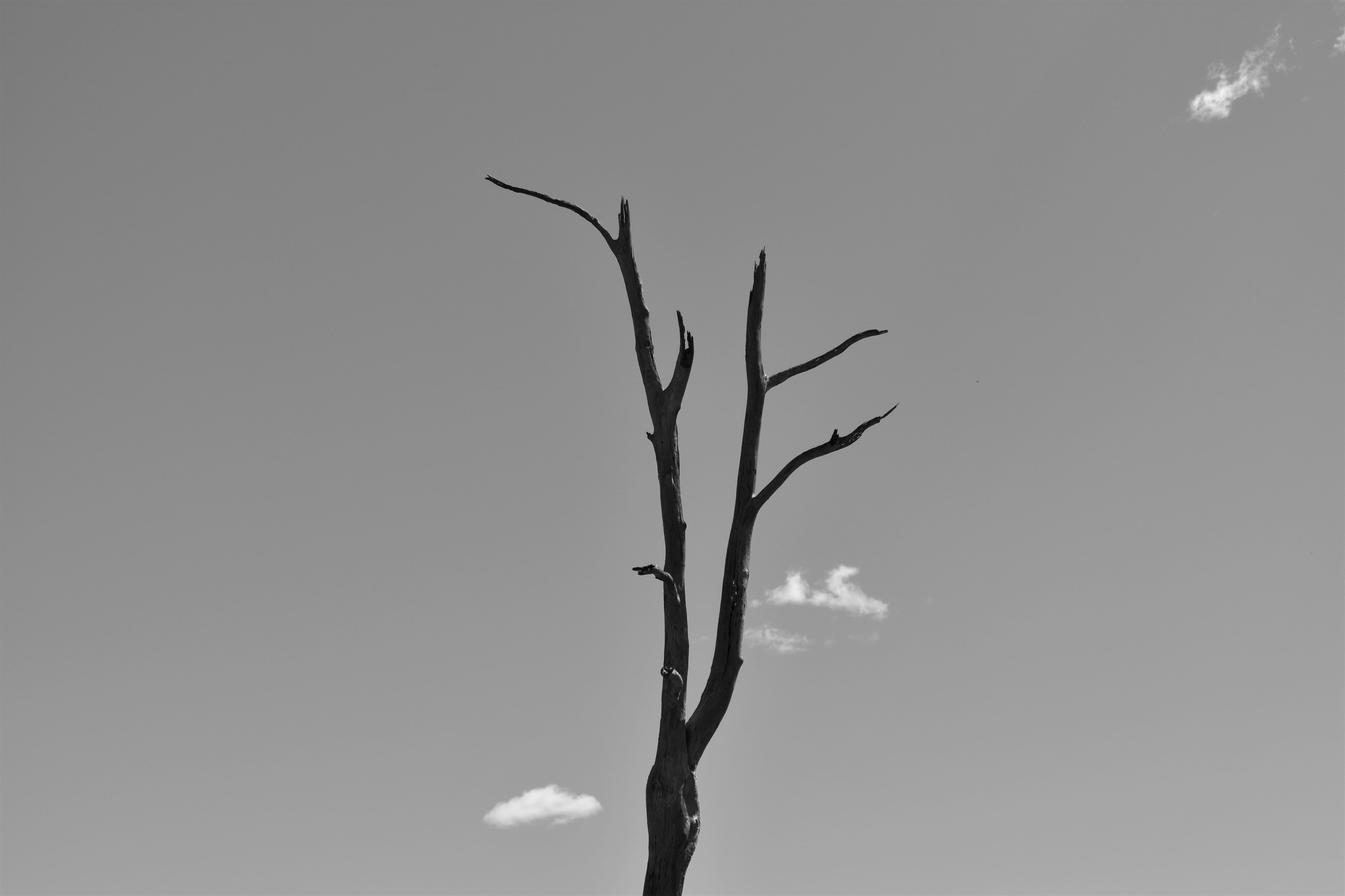 monochrome, 5K, trunk, nature, grayscale, outdoors, day, close-up, silhouette, beauty in nature, growth, branches, black-and-white, tree, plant stem, HD Wallpaper