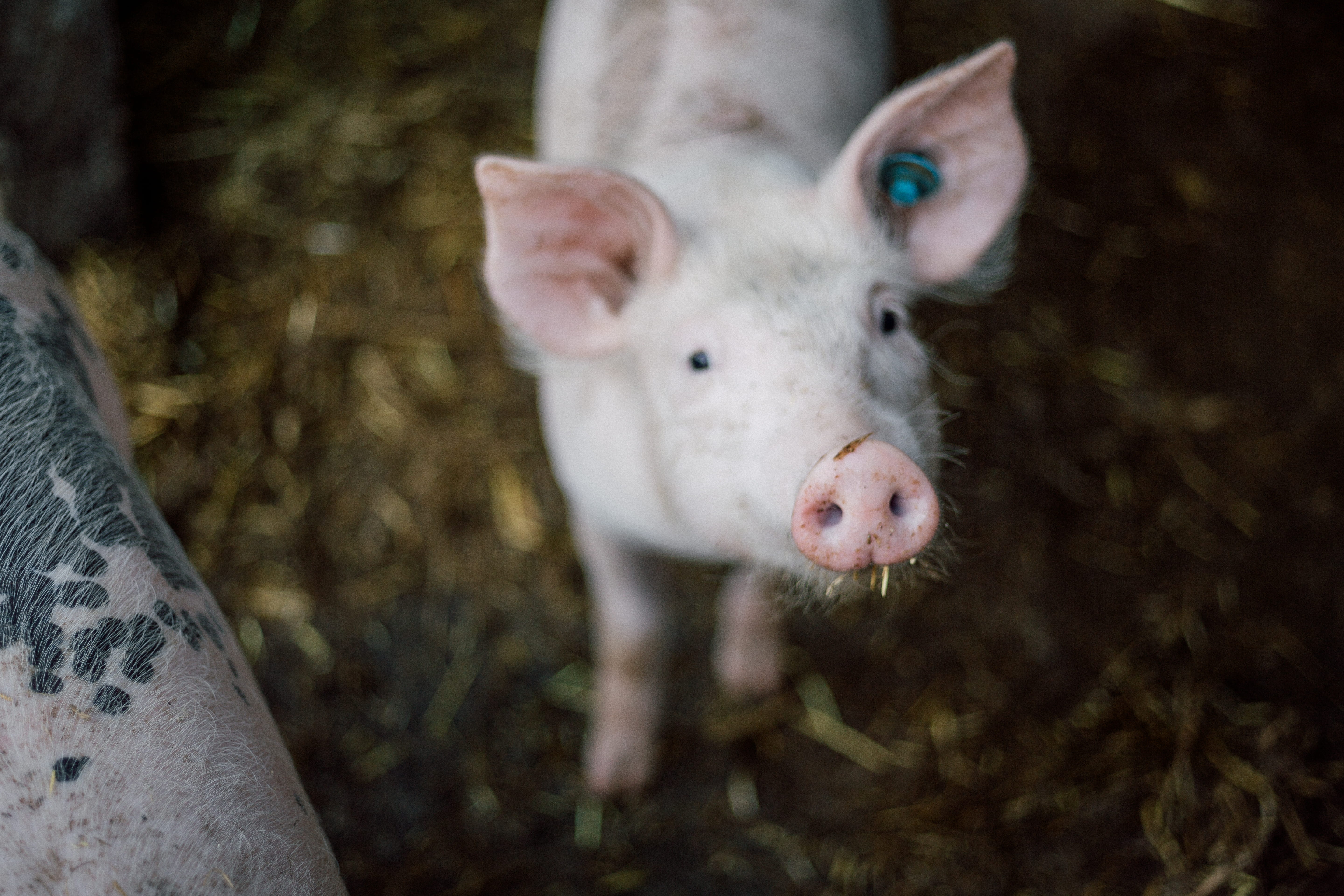 pet, fur, tier, 5K, farmstead, focus, face, animal themes, dirty, pets, farm animal, farmyard, pink color, white, pink, sustainable resources, pig, livestock, HD Wallpaper