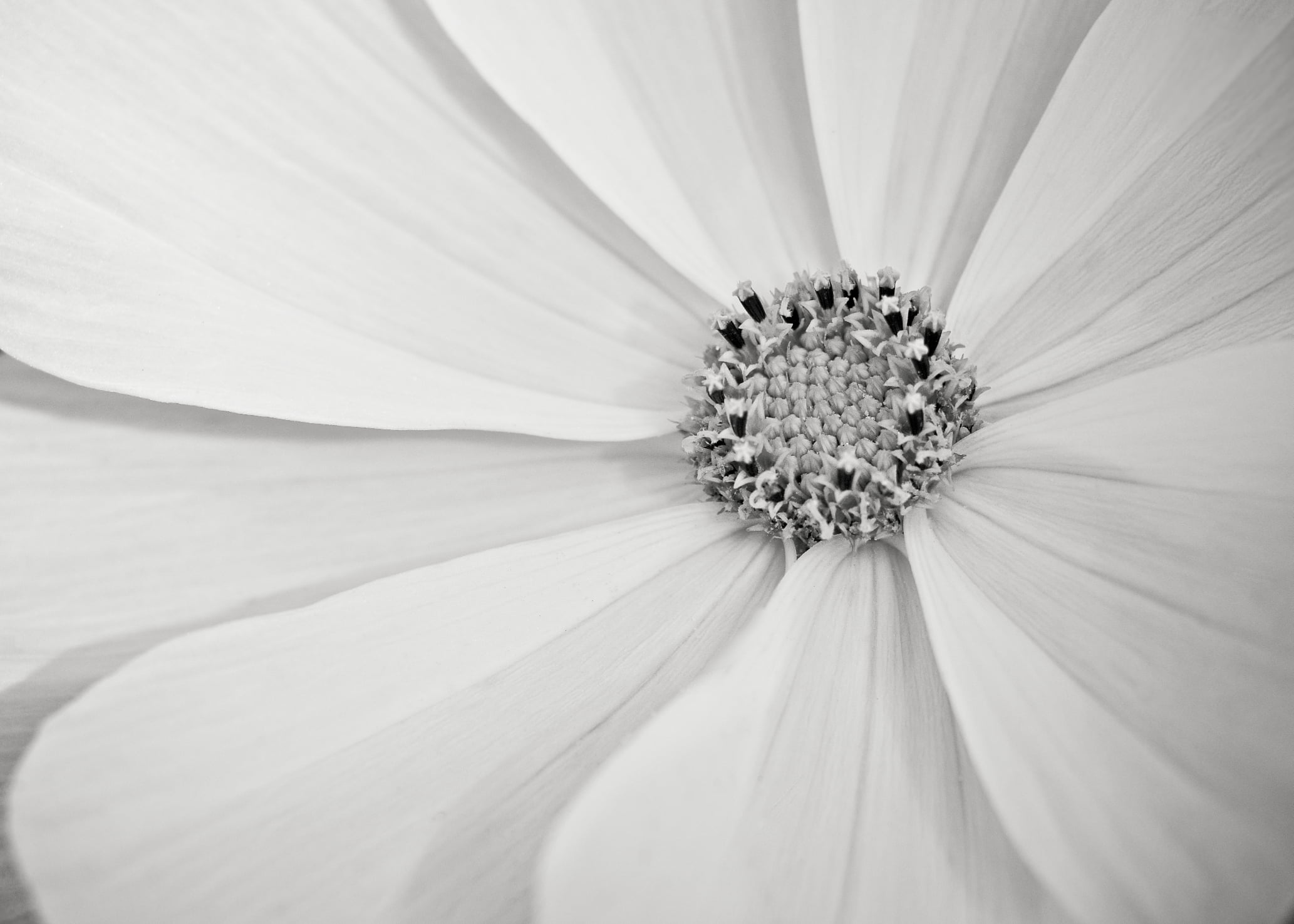 purity, high key, bw, bright, grayscale, f/2.0, flower, texture, radiant, stamens, sunflower, rays, close-up, macro, summer, daisy, 1080P, radial, Cosmos, HD Wallpaper