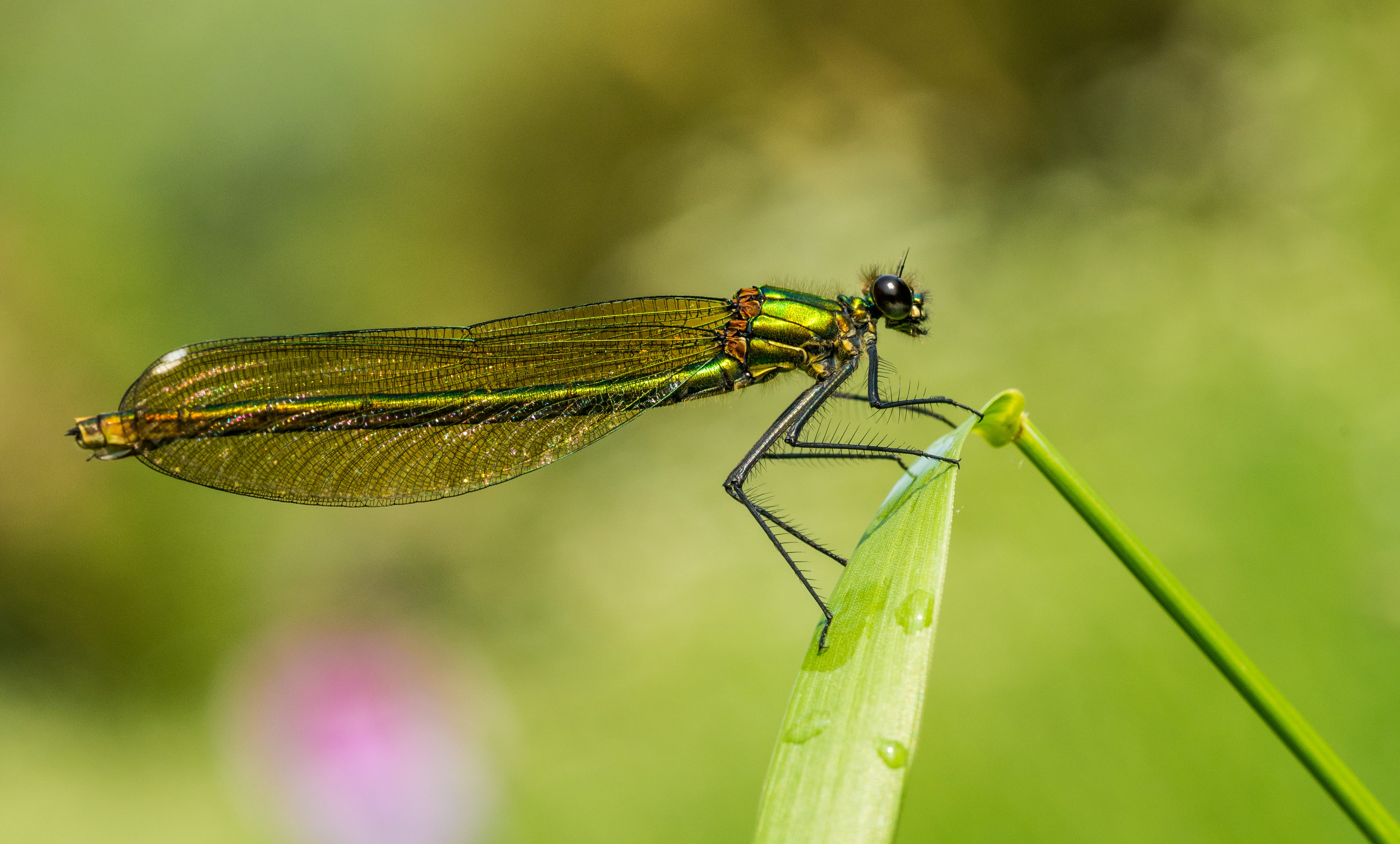 animal themes, 4K, plant, water, day, united kingdom, eye, ilford, animal wing, anisoptera, animal wildlife, wildlife, one animal, no people, animals in the wild, HD Wallpaper