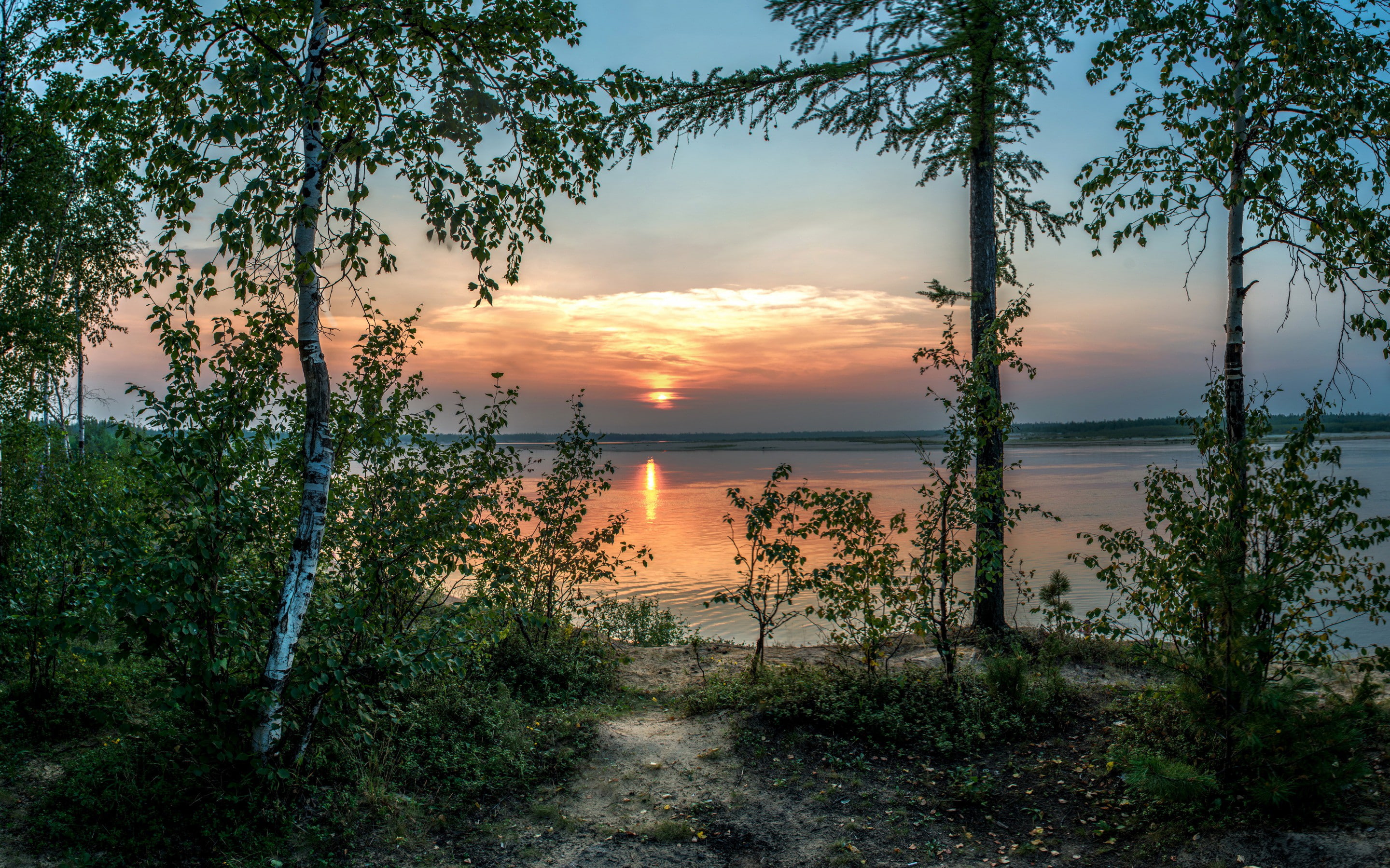 sunset, beach, birch, plant, bushesh, green, 2K, leaf, trees, bushes, lake, HD Wallpaper