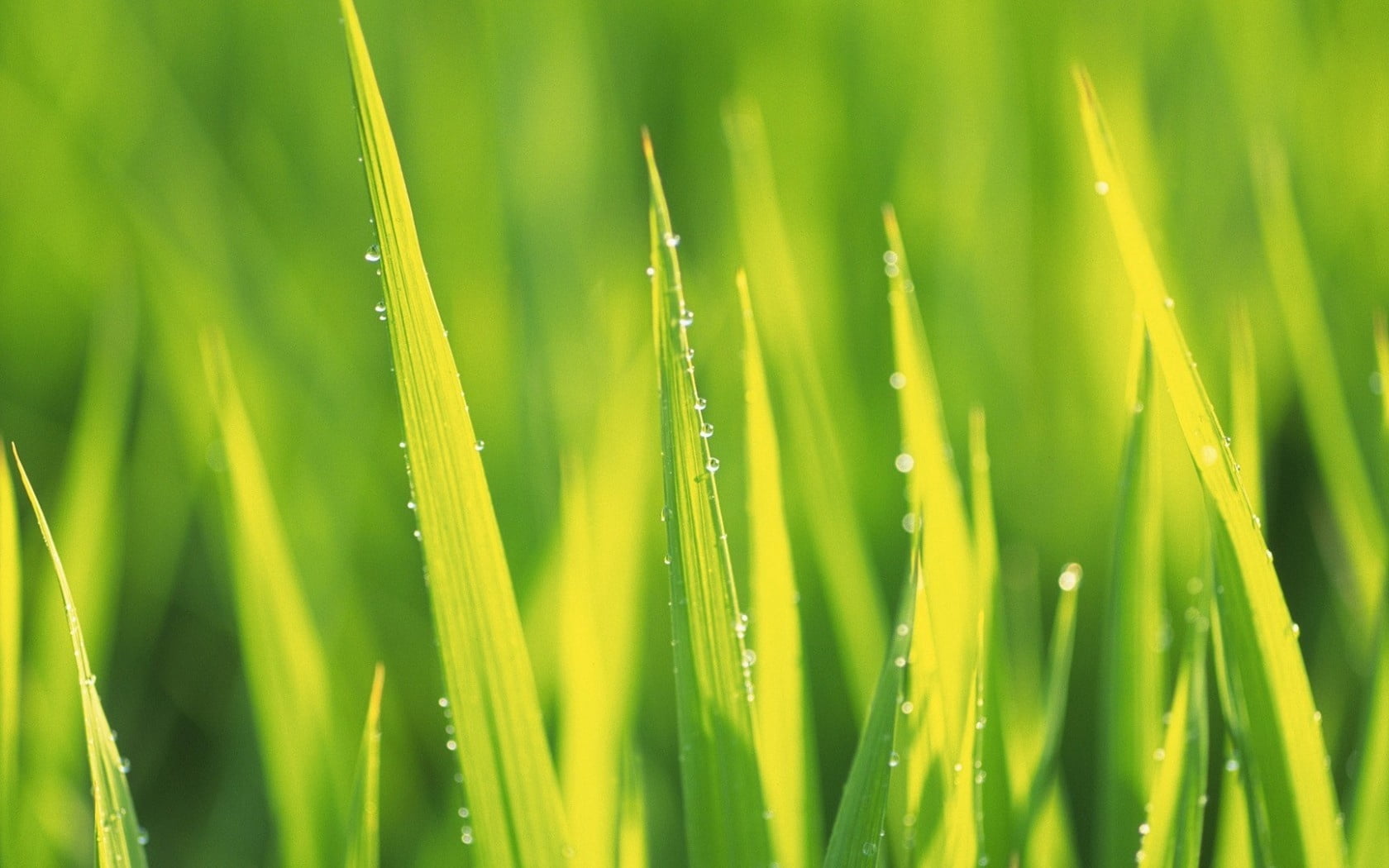 green, field, green Color, beauty In Nature, freshness, rain, pattern, plant, vibrant Color, lush Foliage, season, water, drop, raindrop, light - Natural Phenomenon, HD Wallpaper