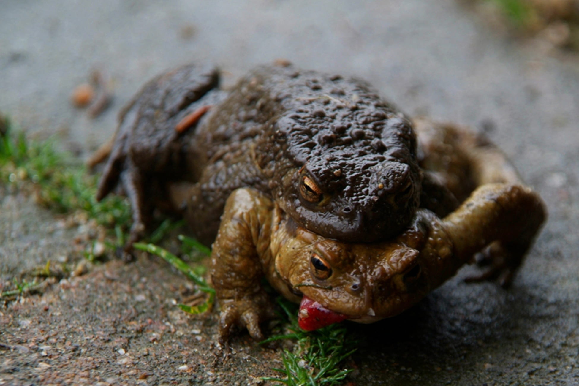 day, full length, one animal, focus on foreground, marine, sea, propagation, close-up, decisive moment, path, portrait, amphibian, no people, selective focus, HD Wallpaper