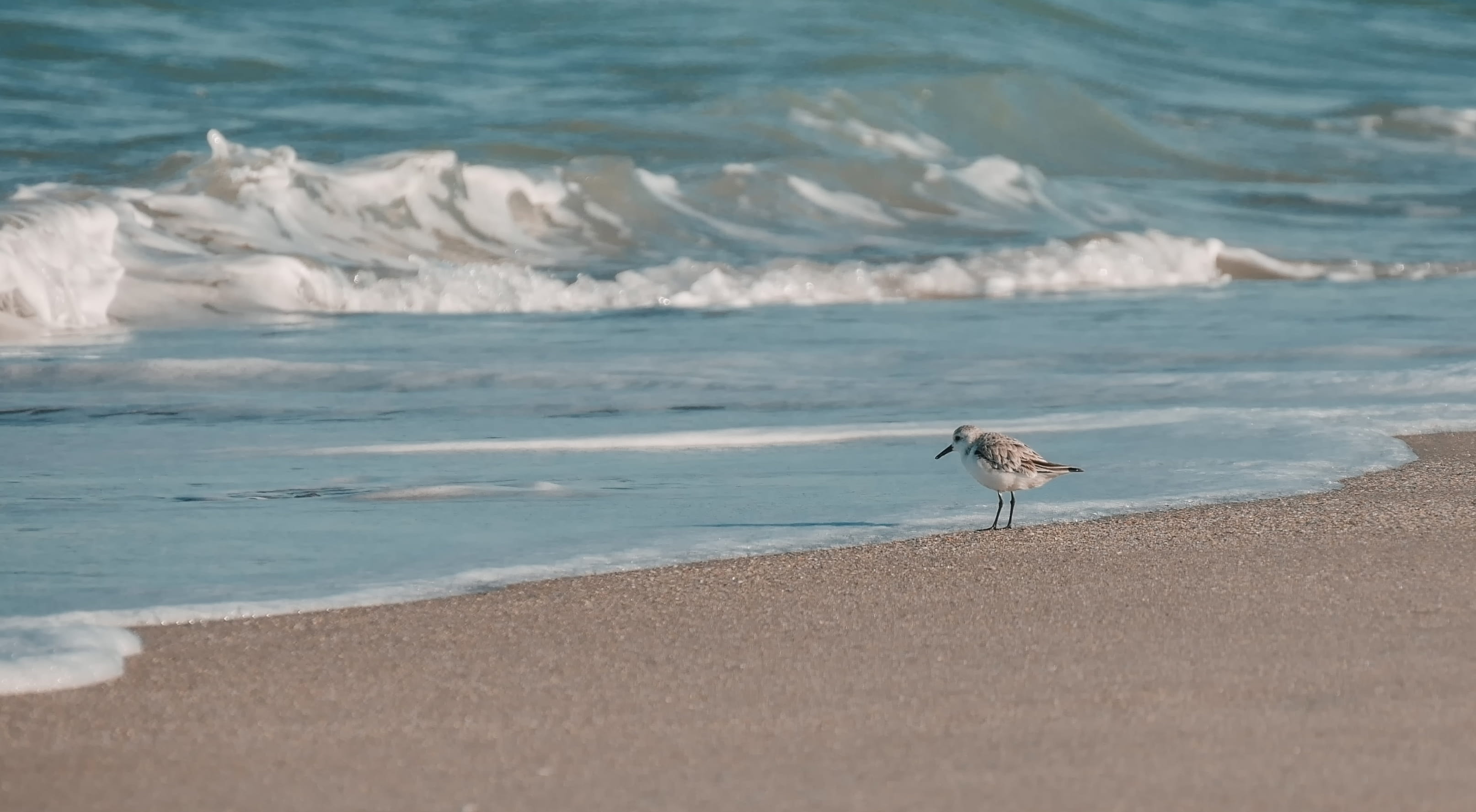 motion, water, nature, animal wildlife, seashore, black, beach, single, land, animal themes, sport, ocean, animals in the wild, HD Wallpaper