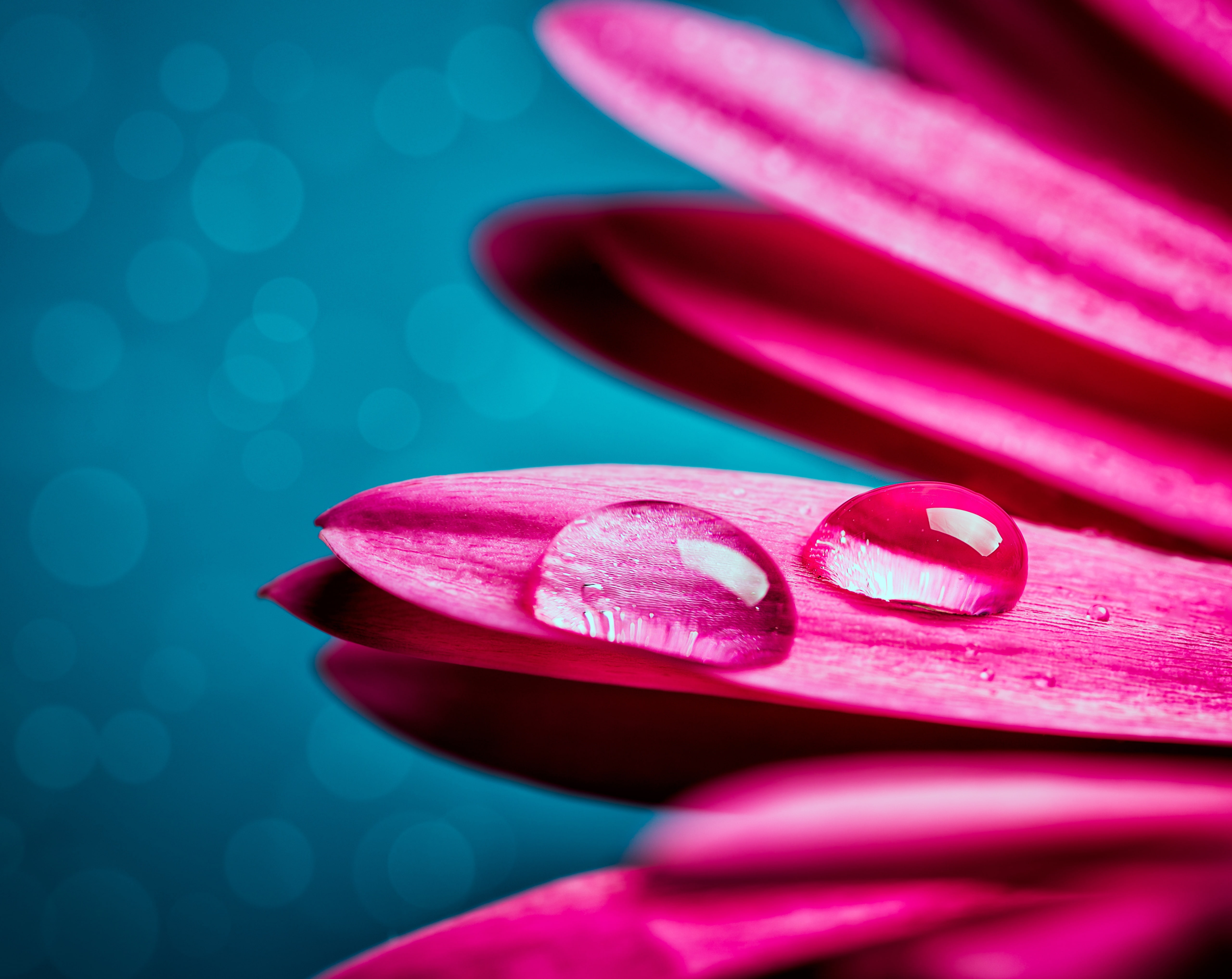 beauty in nature, Flowers, Plants, nature, 5K, selective focus, water, 100mmf28, d800, inflorescence, Gerbera, flowering plant, vulnerability, fragility, HD Wallpaper