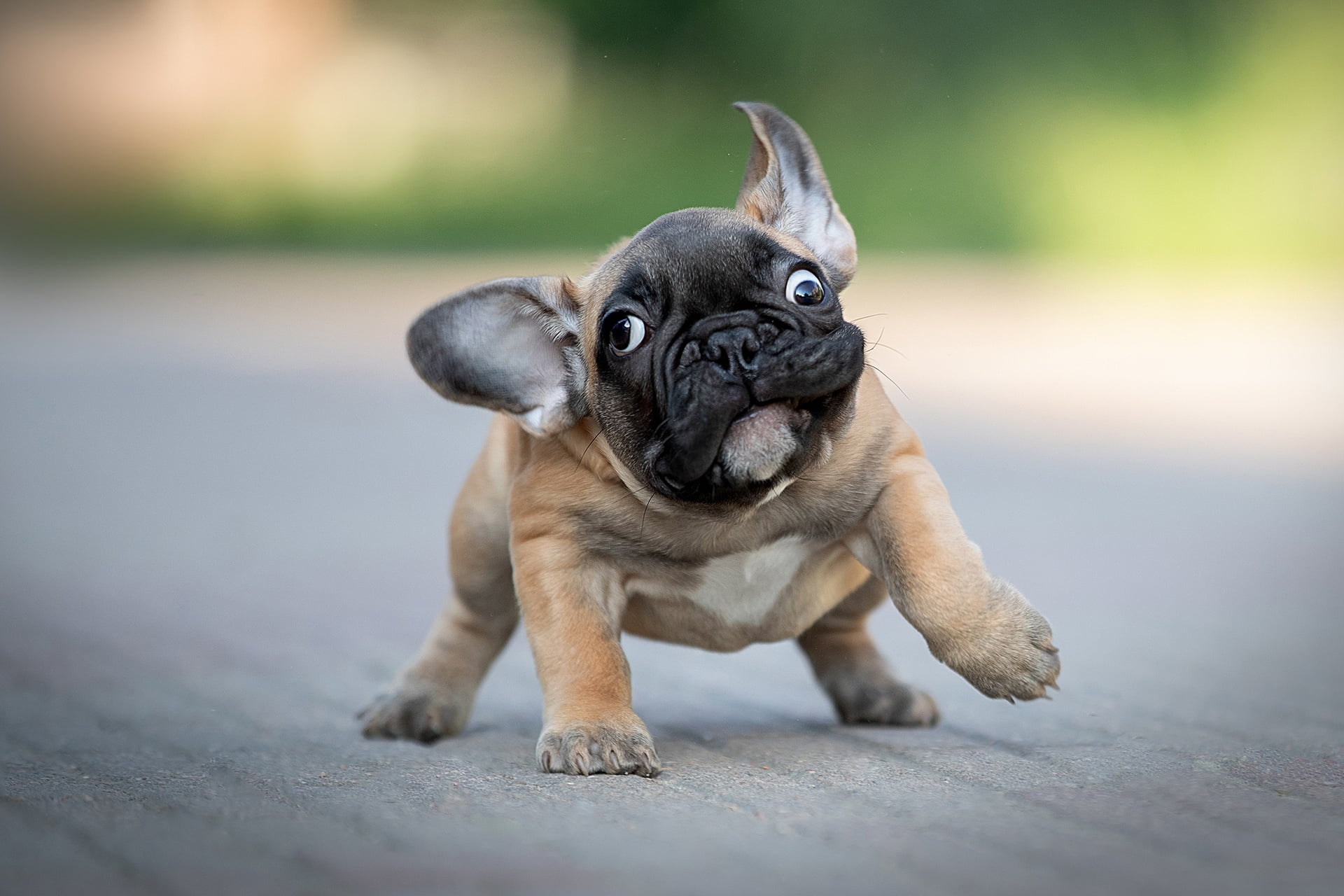 doggie, ears, eye left — eye right, 1080P, puppy, funny, eyes, face, baby, HD Wallpaper