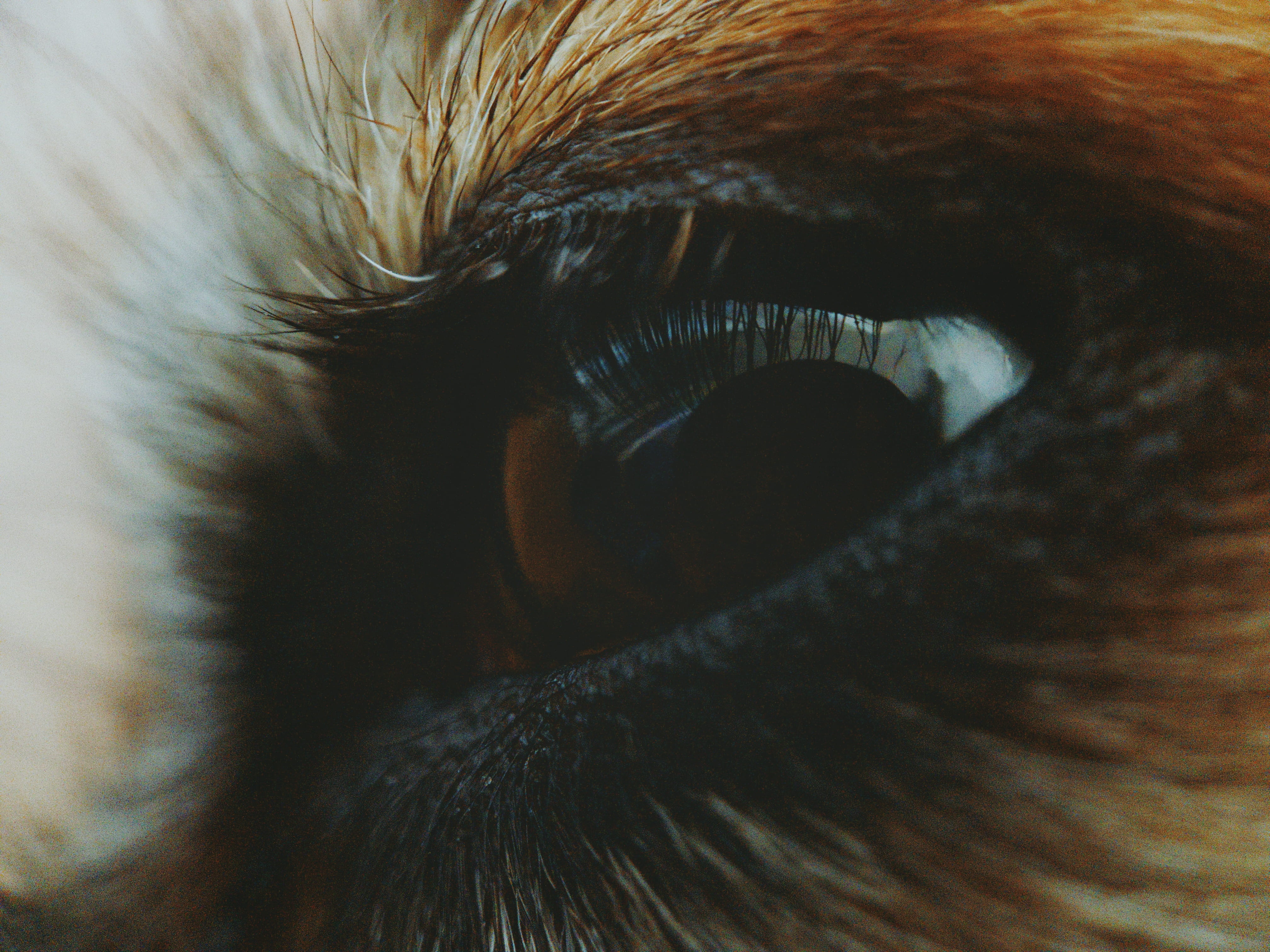 animal eye, extreme close-up, brown, close-up, pets, animal head, closeup, eyeball, sensory perception, one animal, animal body part, photography, body part, HD Wallpaper