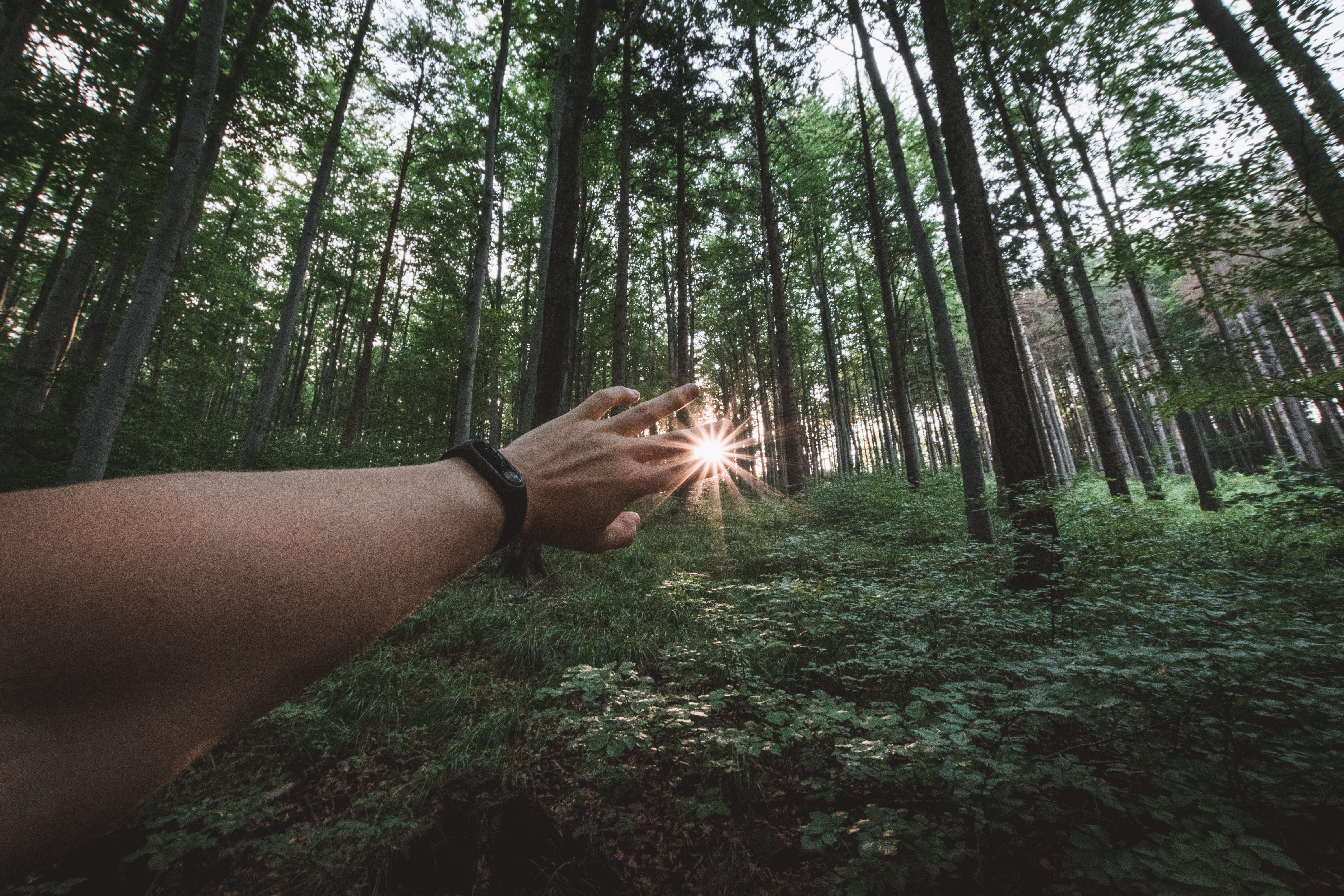 standing, photography, beautiful, nature, person, persons, body part, land, human hand, woodland, sunflare, tree, outdoors, plant, left, one person, lifestyles, HD Wallpaper