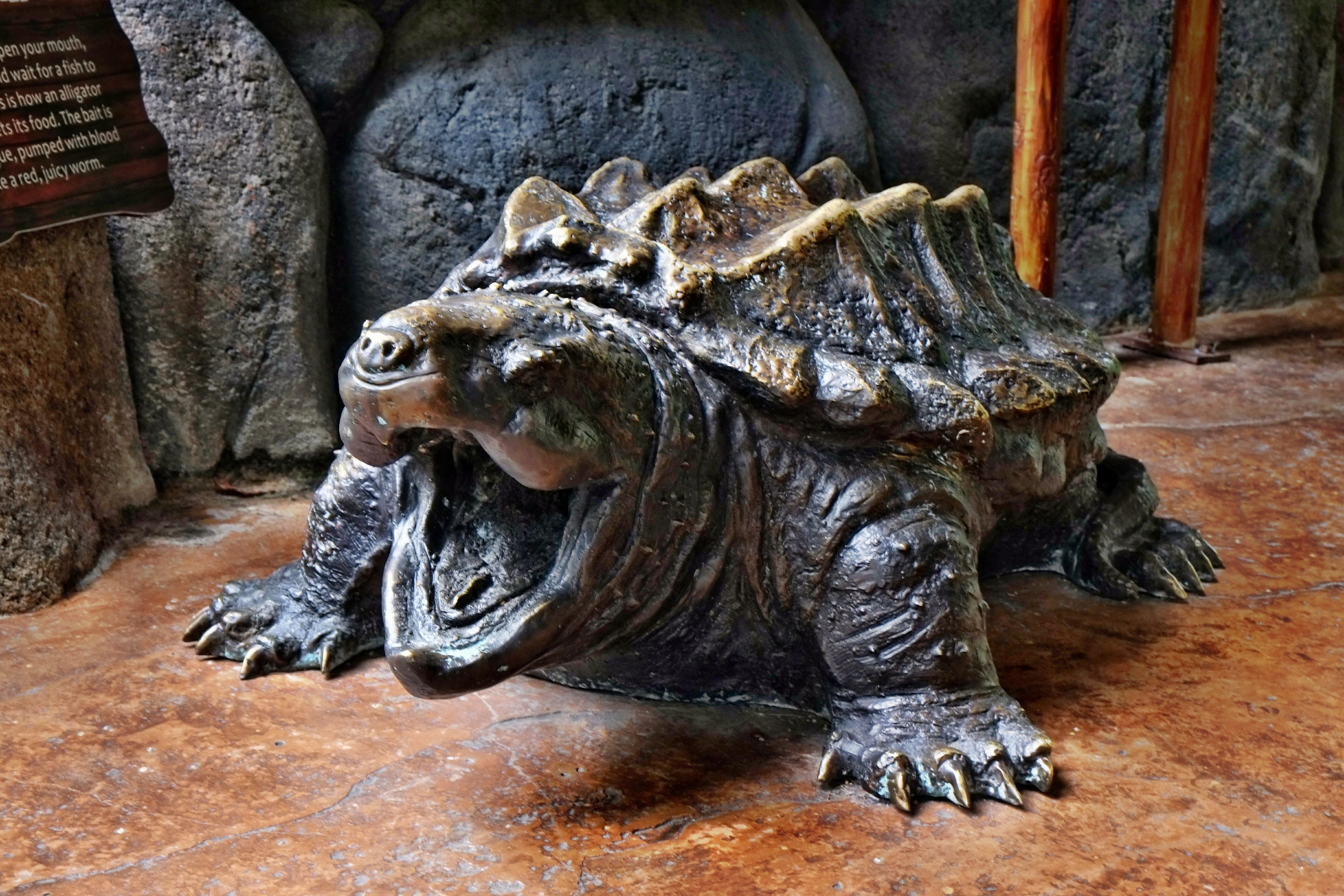 Alligator Snapping Turtle, Animal, 4K, HD Wallpaper