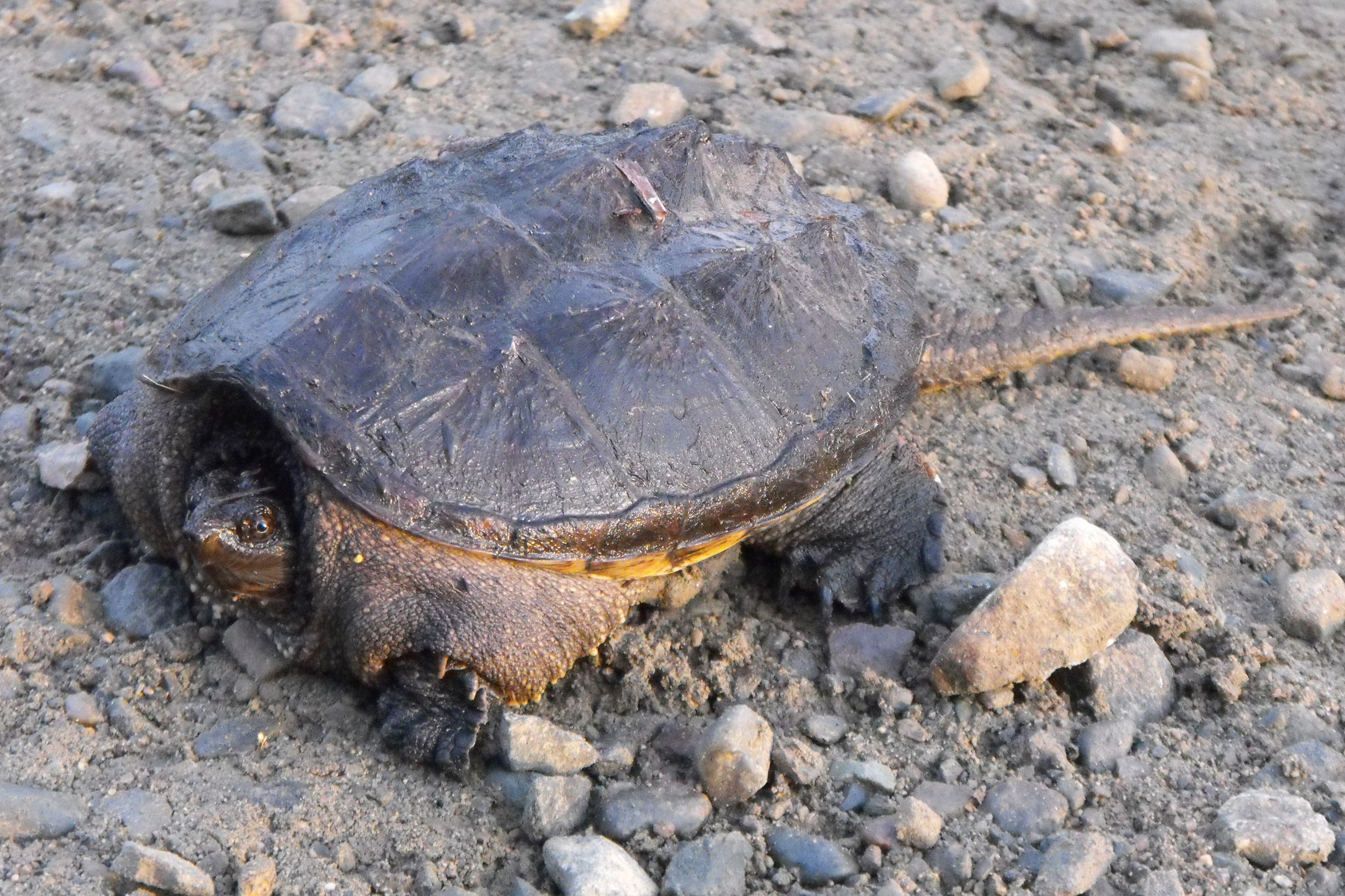 tortoise, reptile, one animal, animals in the wild, outdoors, ontario, animal wildlife, snapping turtle, vertebrate, turtle, rock, land, nature, shell, HD Wallpaper