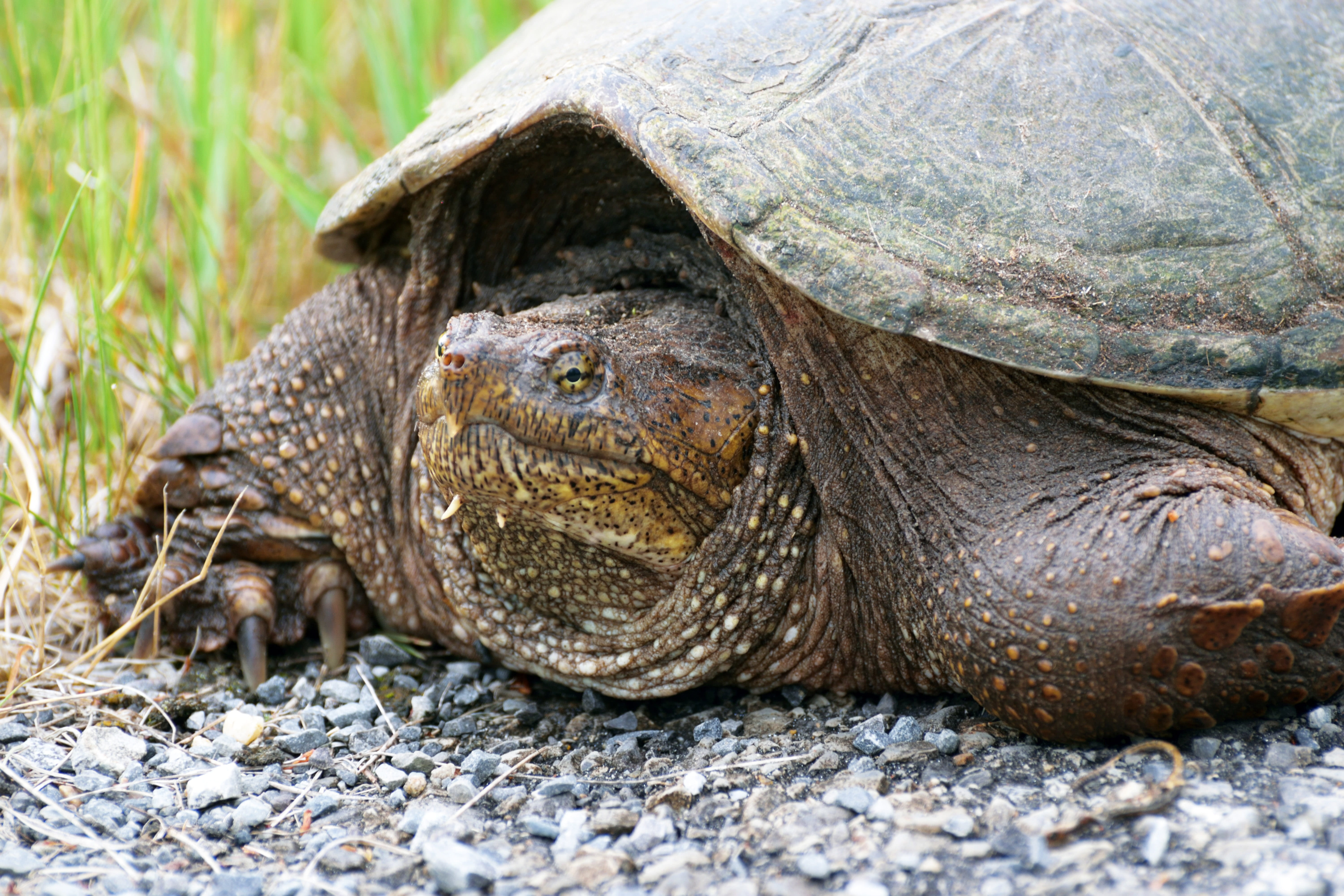 nature, animals in the wild, one animal, animal, outdoors, land, 5K, resting, close-up, relaxation, no people, animal wildlife, turtle, day, shell, vertebrate, HD Wallpaper