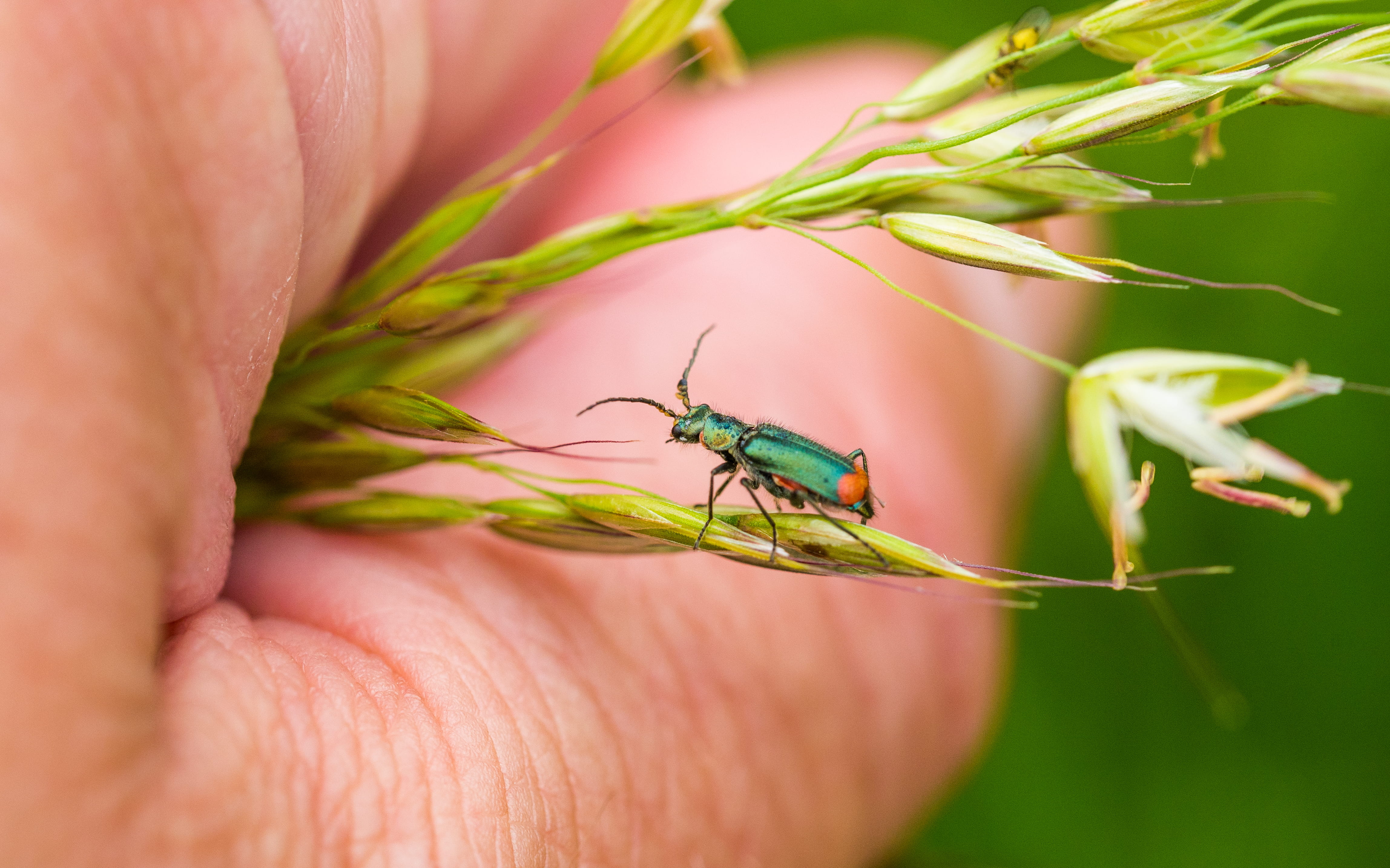 green color, animal themes, ilford, animals in the wild, body part, close-up, human finger, focus on foreground, united kingdom, one animal, human body part, HD Wallpaper