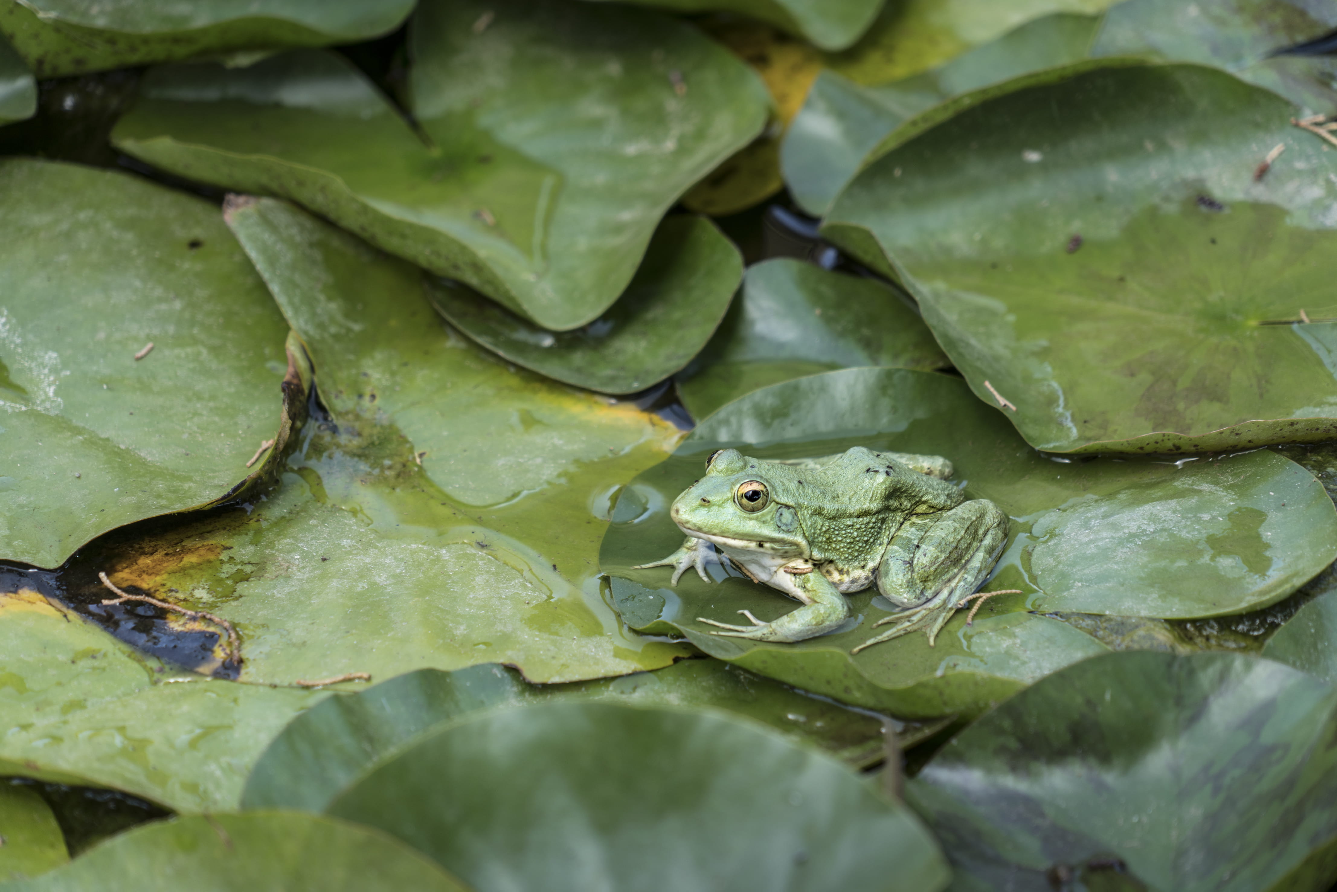 high angle view, amphibian, one animal, lake, animals in the wild, water, leaves, day, close-up, animal themes, no people, green color, animal wildlife, HD Wallpaper