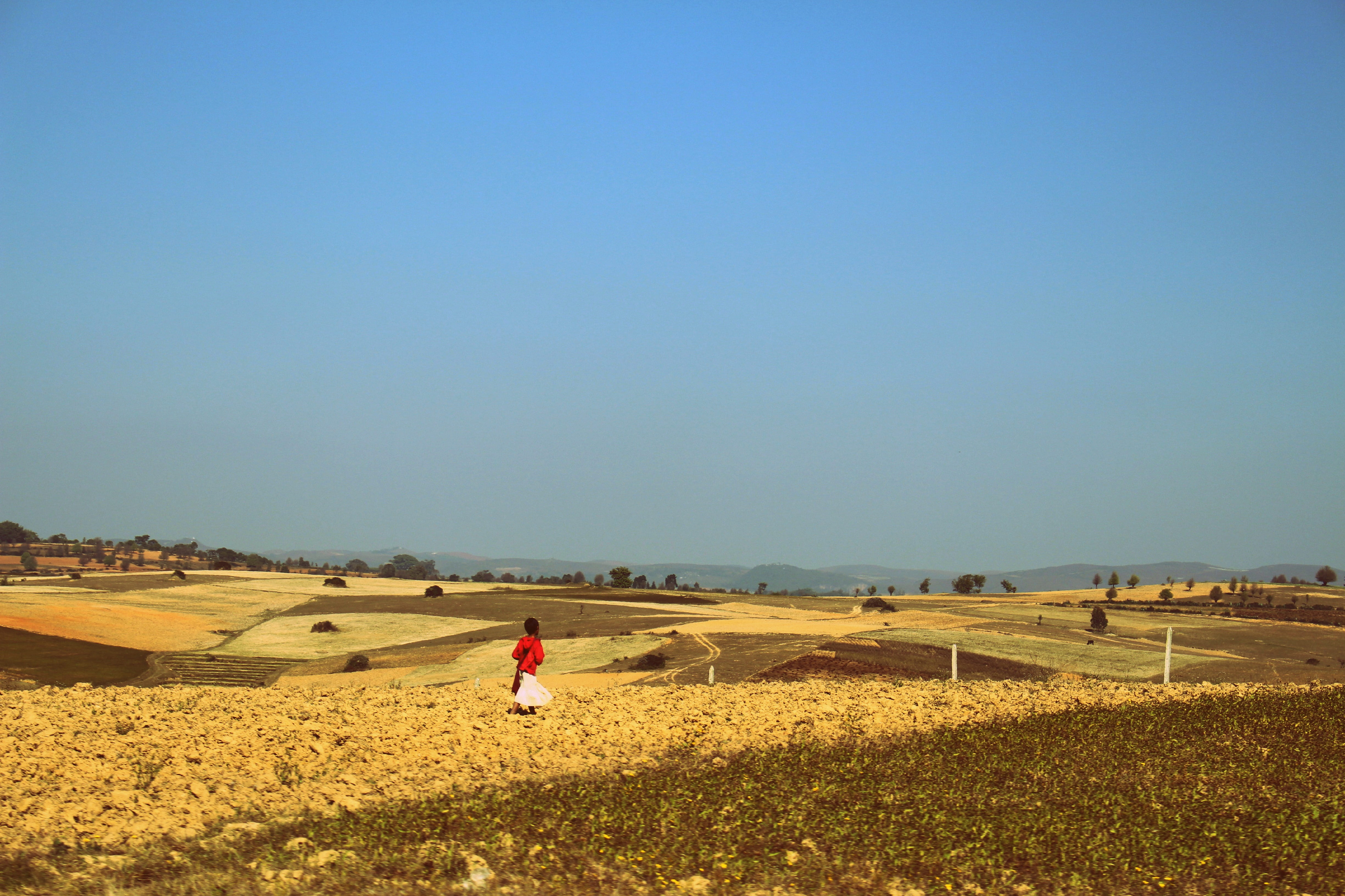 summer, farmer, landscape, scene, land, environment, outdoors, scenics - nature, adults only, one person, burma, people, 4K, rural Scene, shan state, agriculture, HD Wallpaper